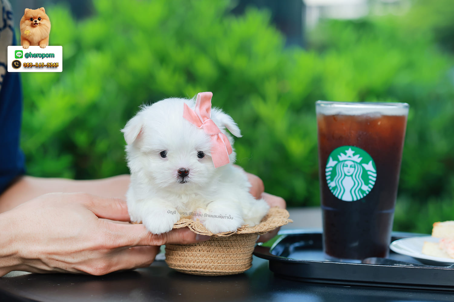 มอลทีส MTM-10567 เพศชาย สีขาว ตัวเล็กตัวน้อยมาก ๆ ขาสั้น ขนแน่นฟู หน้าตาทะเล้น น่ารักมาก ๆ ยิ้มเก่ง ขยันแจกความน่ารักสุด ๆ สายเลือดนำเข้า มีใบรับรองจากสมาคมพัฒนาพันธุ์สุนัข (ใบเพ็ดดีกรีเต็มใบ) ส่งทั่วประเทศ