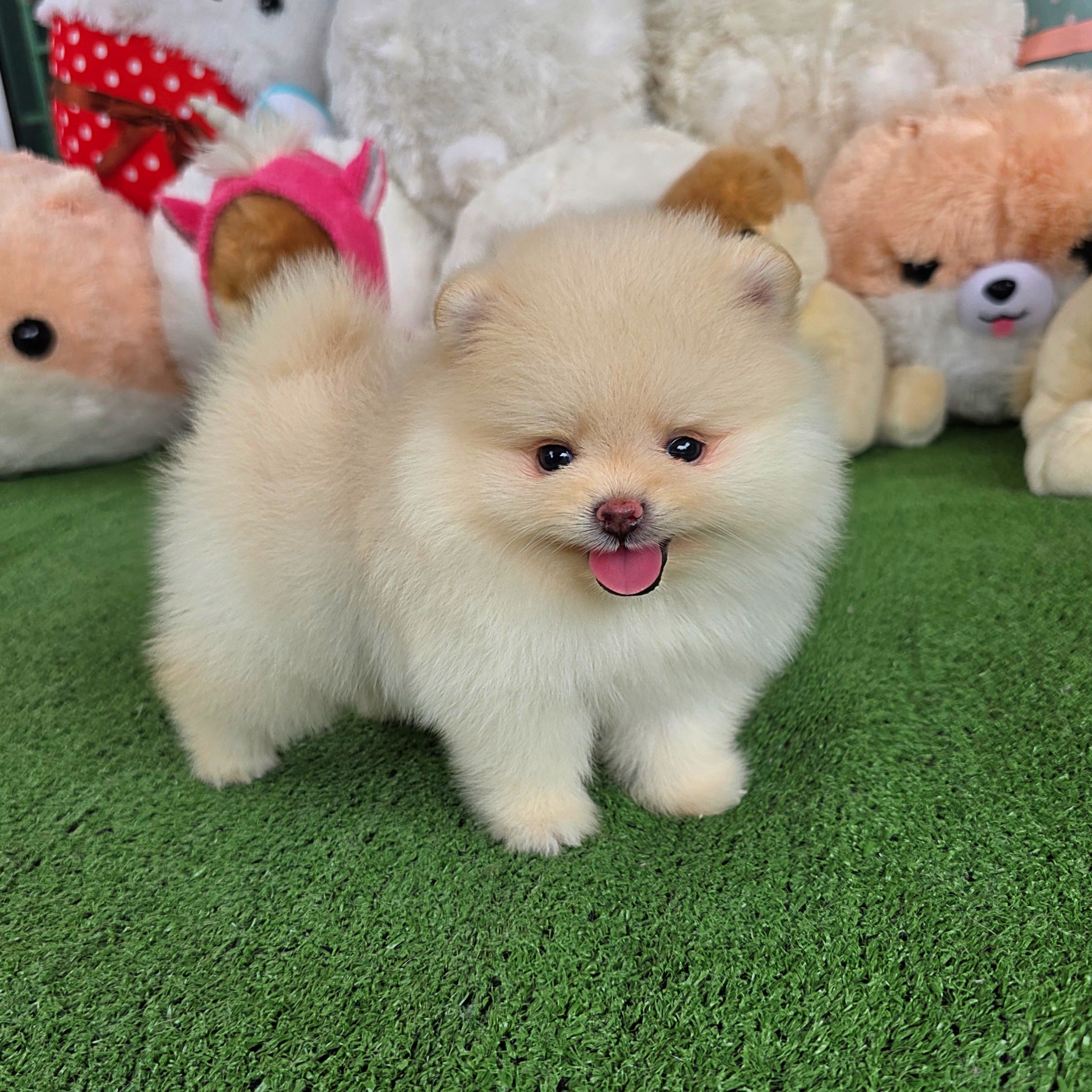 ปอมเมอเรเนี่ยนแท้สีขาวครีมเพศผู้ หมีๆ Whitecream bearface male
