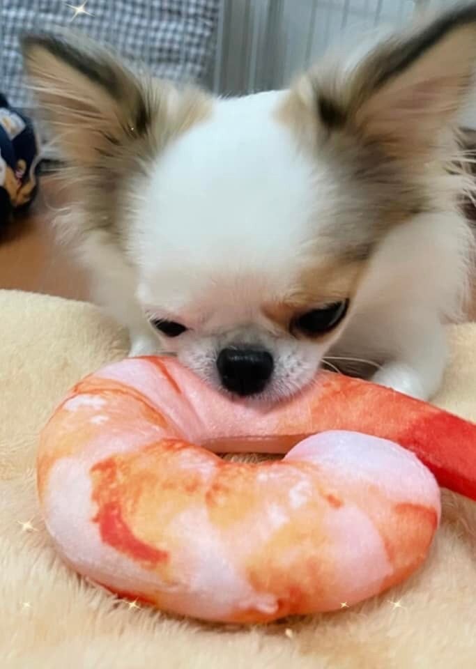 ของเล่นผ้ากุ้ง สำหรับสัตว์เลี้ยง (ส่งฟรี)