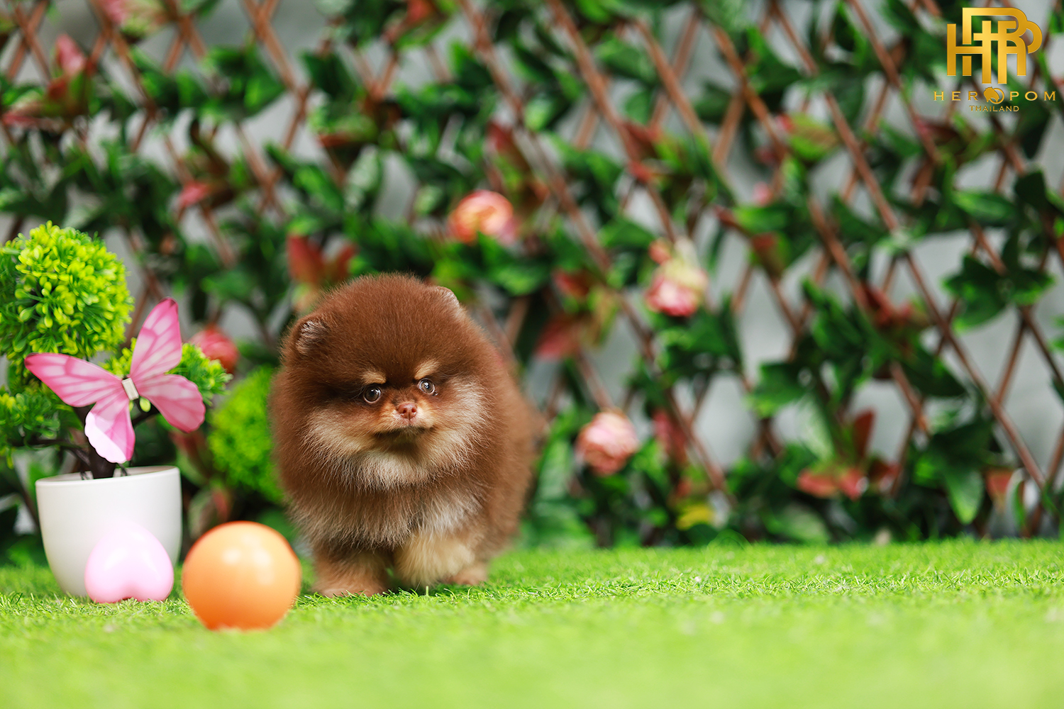 ปอมหน้าหมี ปอมแท้ ปอมเมอเรเนียน HRF-50807 เพศญิง สีช็อคแทน อายุ2 เดือน น้ำหนัก0.58 KG ส่วนสูง 12CM