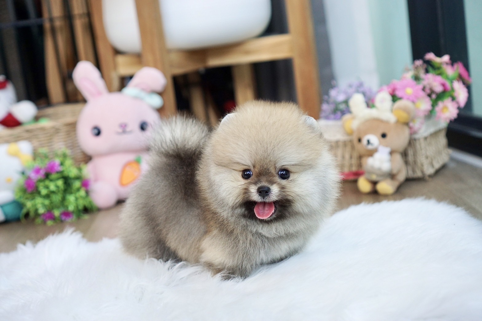 ปอมเมอเรเนี่ยนเพศผู้ สวยเว่อร์วังปังสุดๆทีคัพ Orange sable Male Teacup