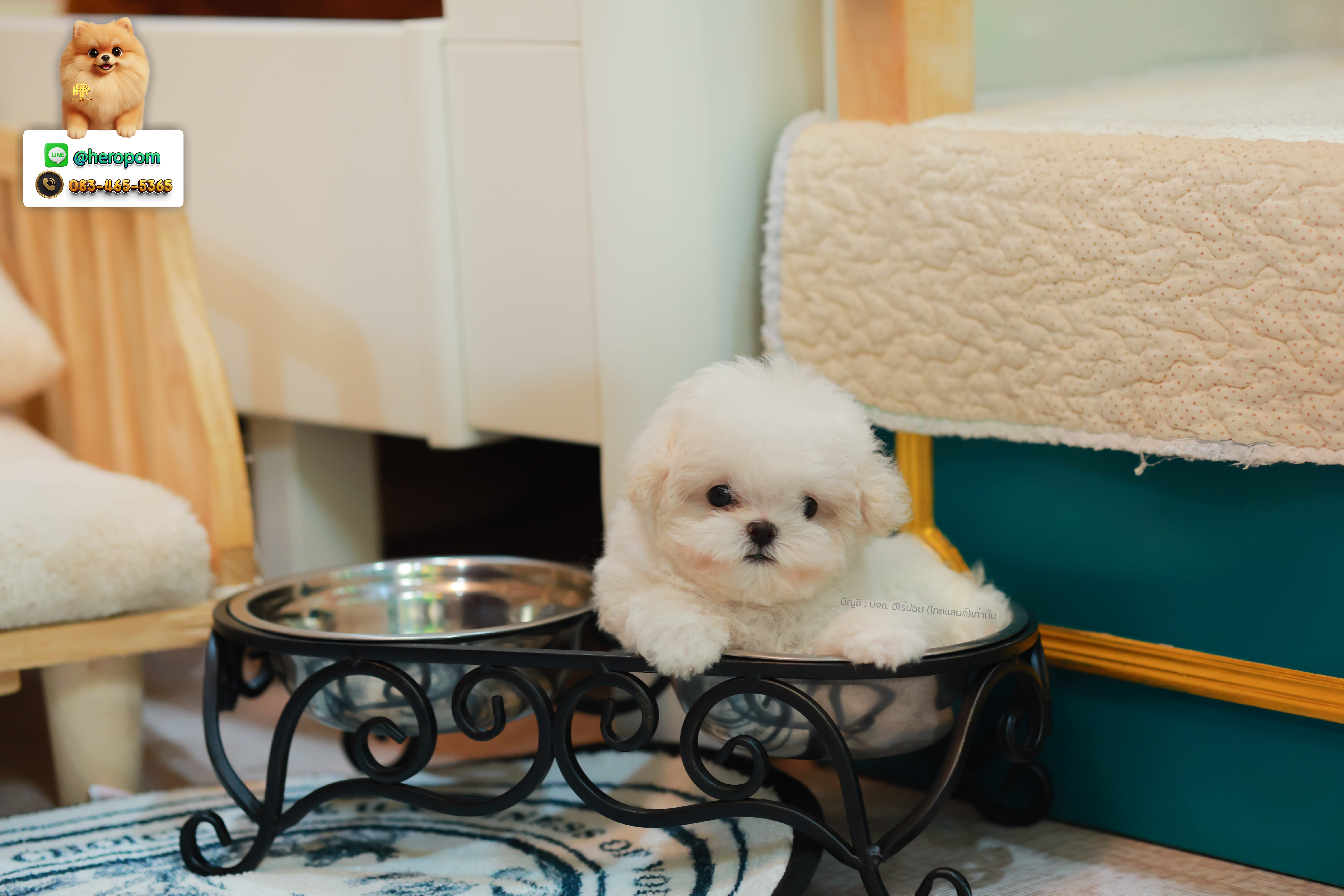 มินิบิชอง BCF-24573 เพศหญิง สีขาว ลูกหนุสุดน่ารัก หนูตัวจิ๋วมาก หน้าแบ๊ว หน้าตาน่ารัก ใครเห็นก็ต้องหลงรัก ลูกสาวตัวน้อย มีใบรับรองจากสมาคมพัฒนาพันธุ์สุนัข (ใบเพ็ดดีกรีเต็มใบ) ส่งทั่วประเทศ