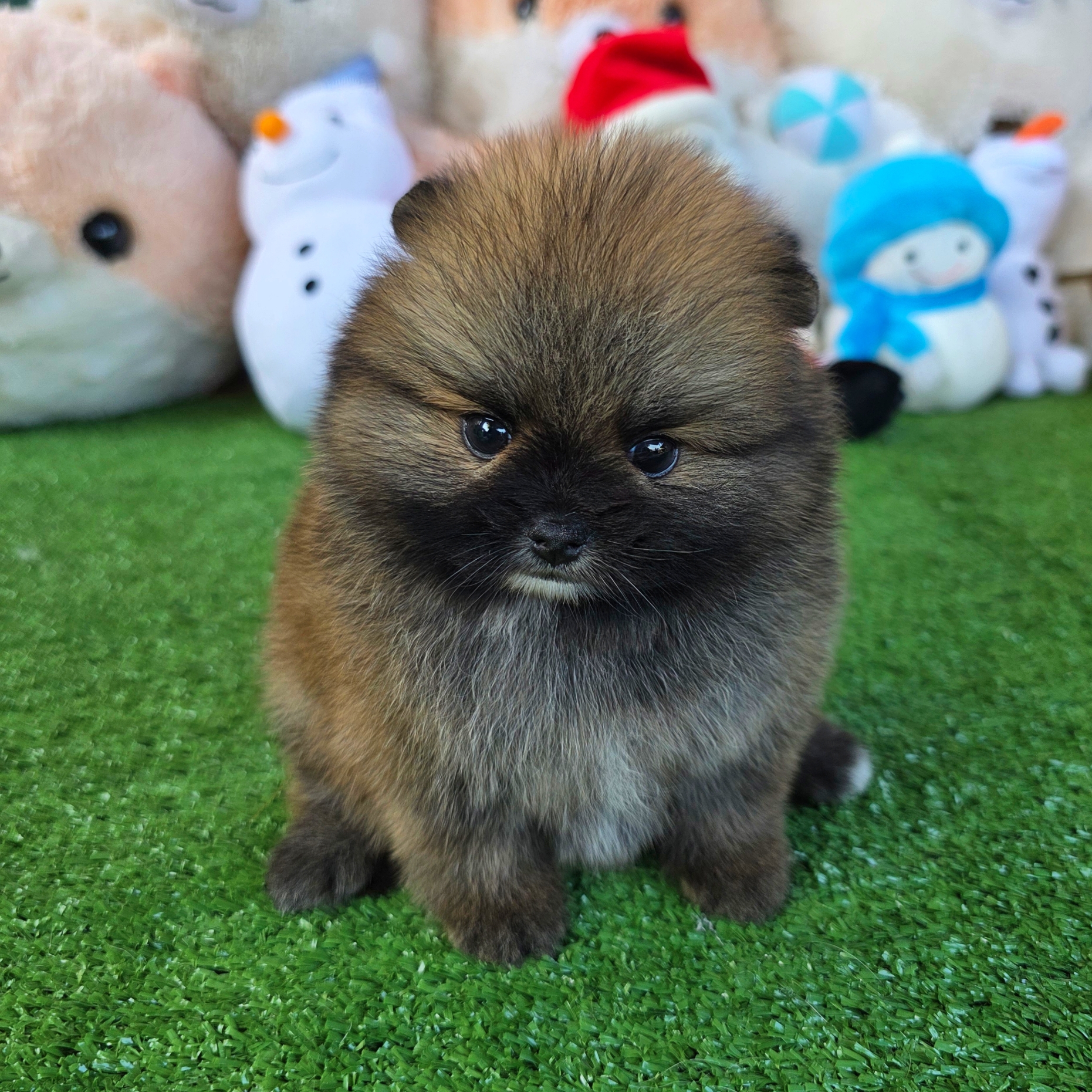 ปอมเมอเรเนี่ยนแท้สีส้ม หรือสีน้ำตาล เพศเมียน่ารักสุดๆ Orange seble female