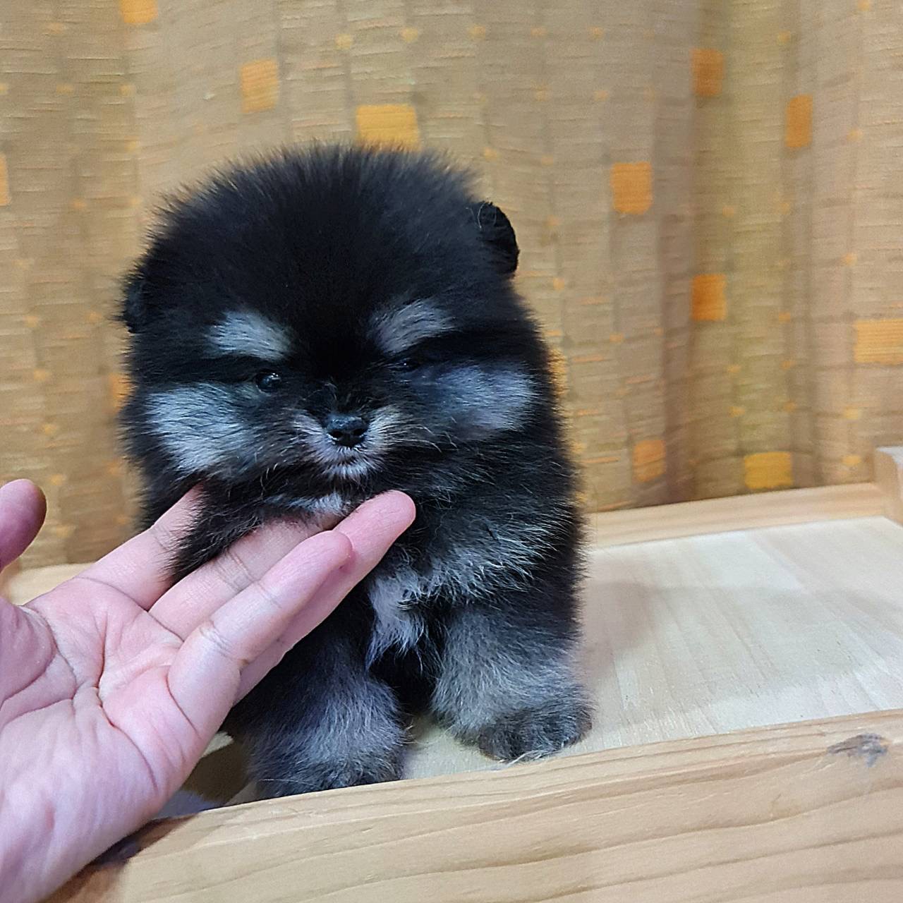 ปอมเมอเรเนี่ยนแท้สีแบล็คแทนแท้ๆ มาร์คกิ้งเป๊ะทุกจุด Bearface Blacktan male