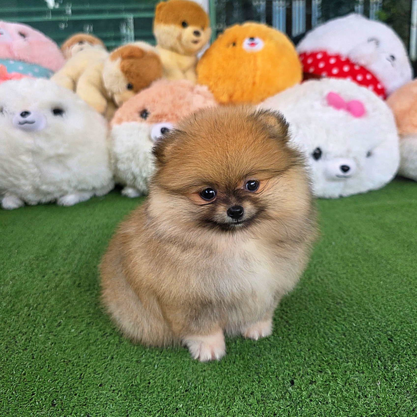 ปอมเมอเรเนี่ยนแท้เพศเมียสวยๆ น่ารักมาก ถุงเท้ามุ้งมิ้ง Orange female