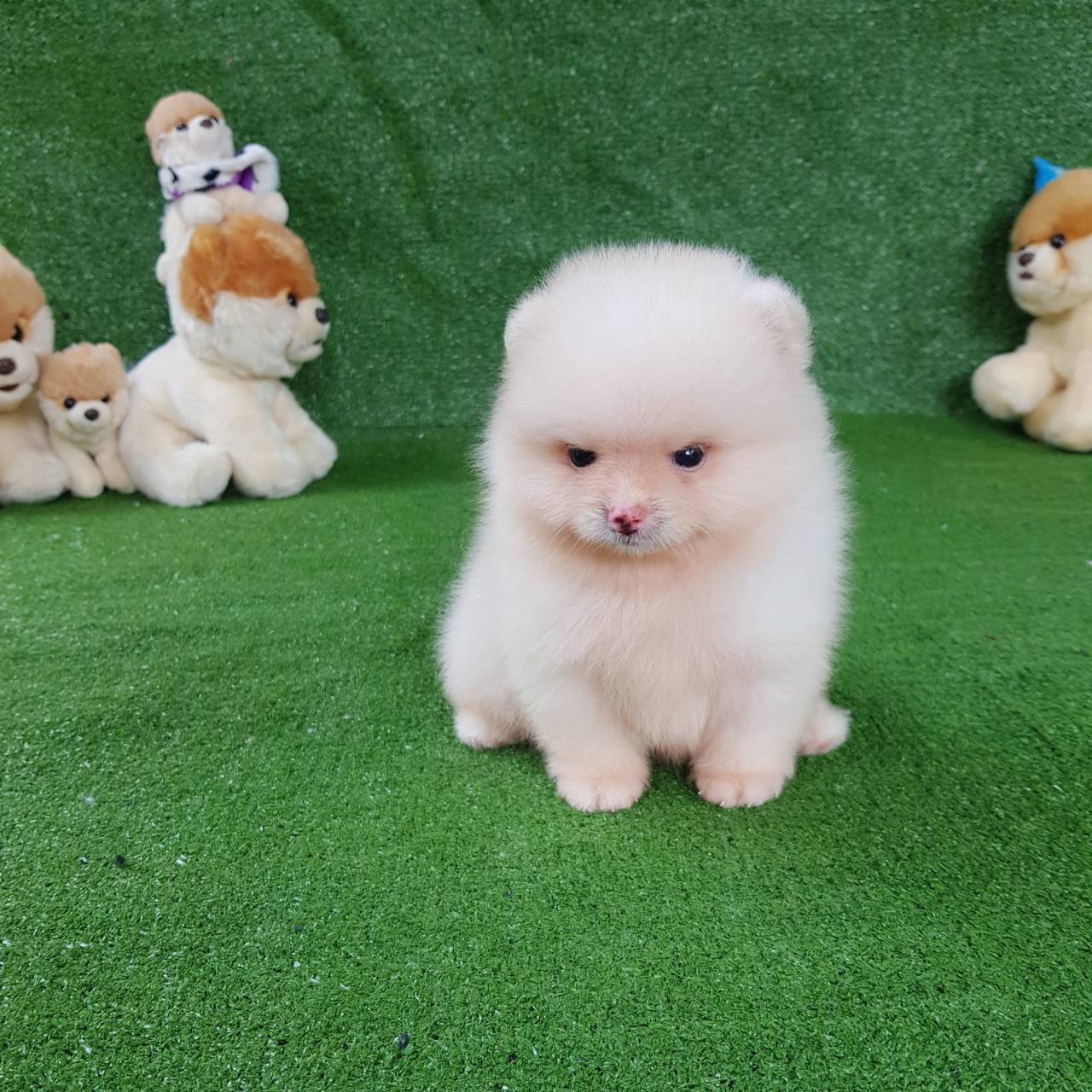 ลูกปอมเมอเรเนียนแท้ ด.ช.สีขาครีม white&cream male