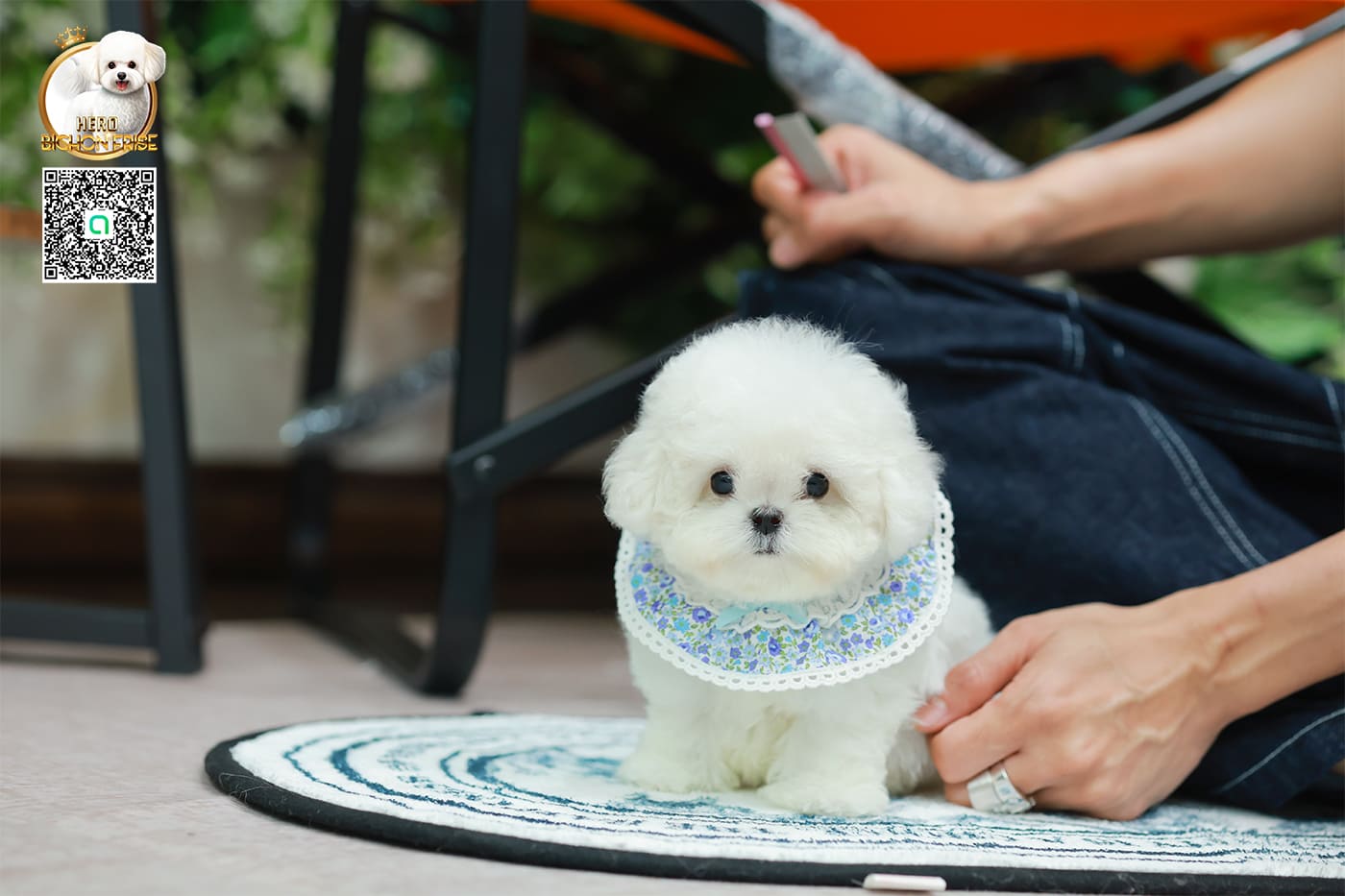 มินิบิชอง BCM-24537 เพศชาย สีขาว น่ารักมาก ขนนุ่มขนแน่น หน้าแบ๊ว เห็นแล้วใจละลายมาก ถ้าได้อุ้มแล้วจะวางไม่ลงแน่นอน มีใบรับรองจากสมาคมพัฒนาพันธุ์สุนัข (ใบเพ็ดดีกรีเต็มใบ) ส่งทั่วประเทศ