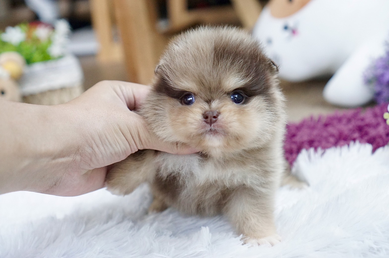 ปอมเมอเรเนี่ยนสี ช็อคโกแล็ตเมิร์ลเพศผู้ สวยมาก Chocolate merle male
