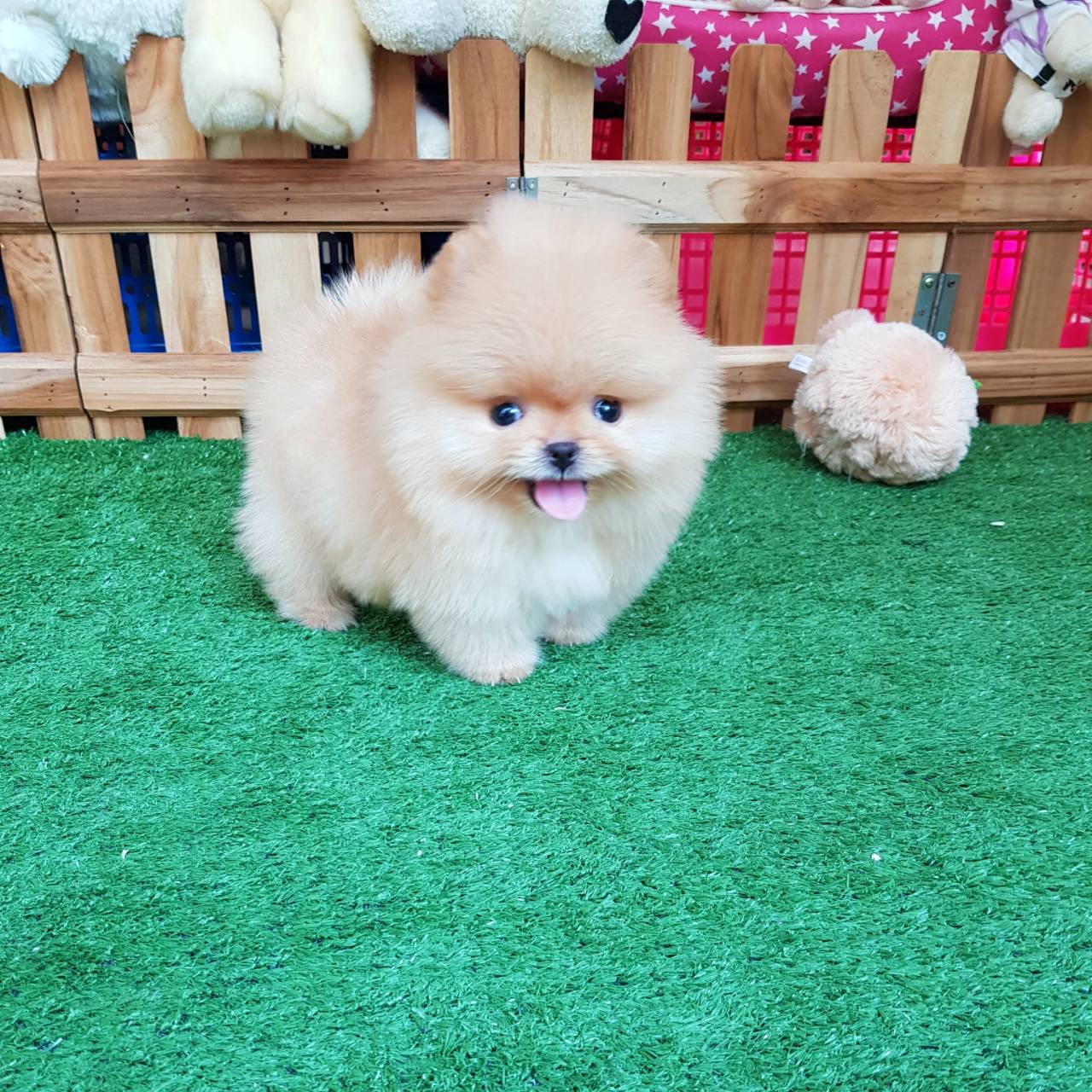 ลูกปอมเมอเรเนียนแท้ ด.ญ สีครีม