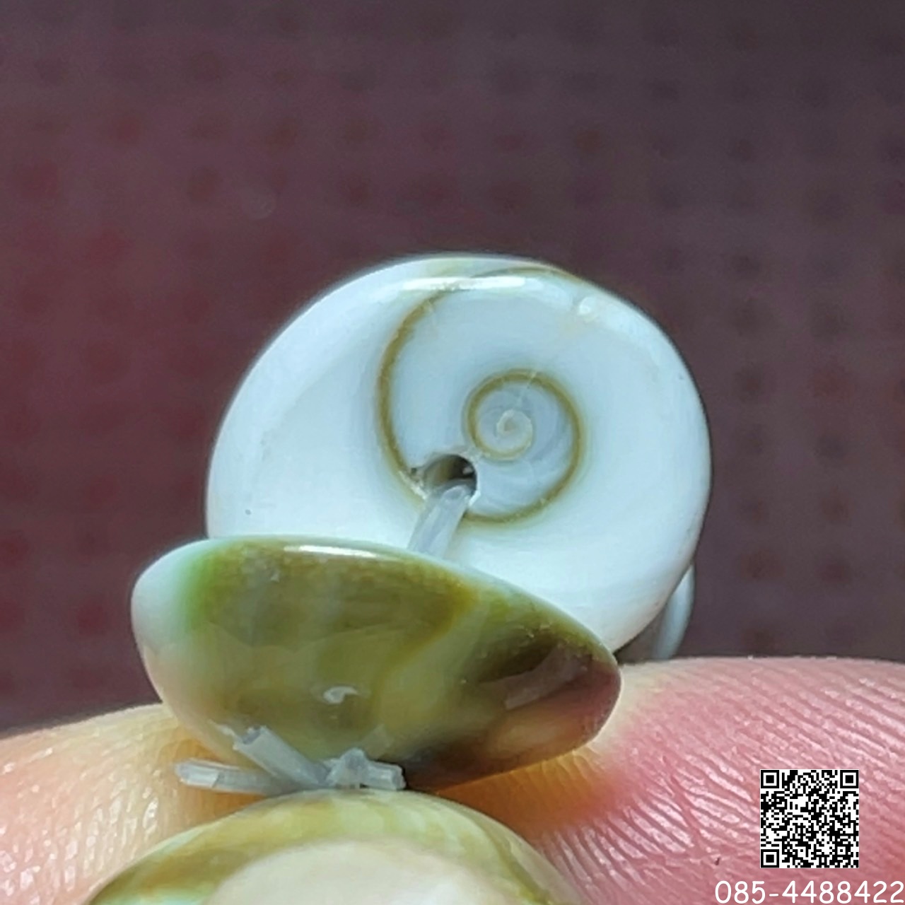 เปลือกหอยเลข ๑ 12 มิล (High Quality) ที่ 1 ทุกด้าน