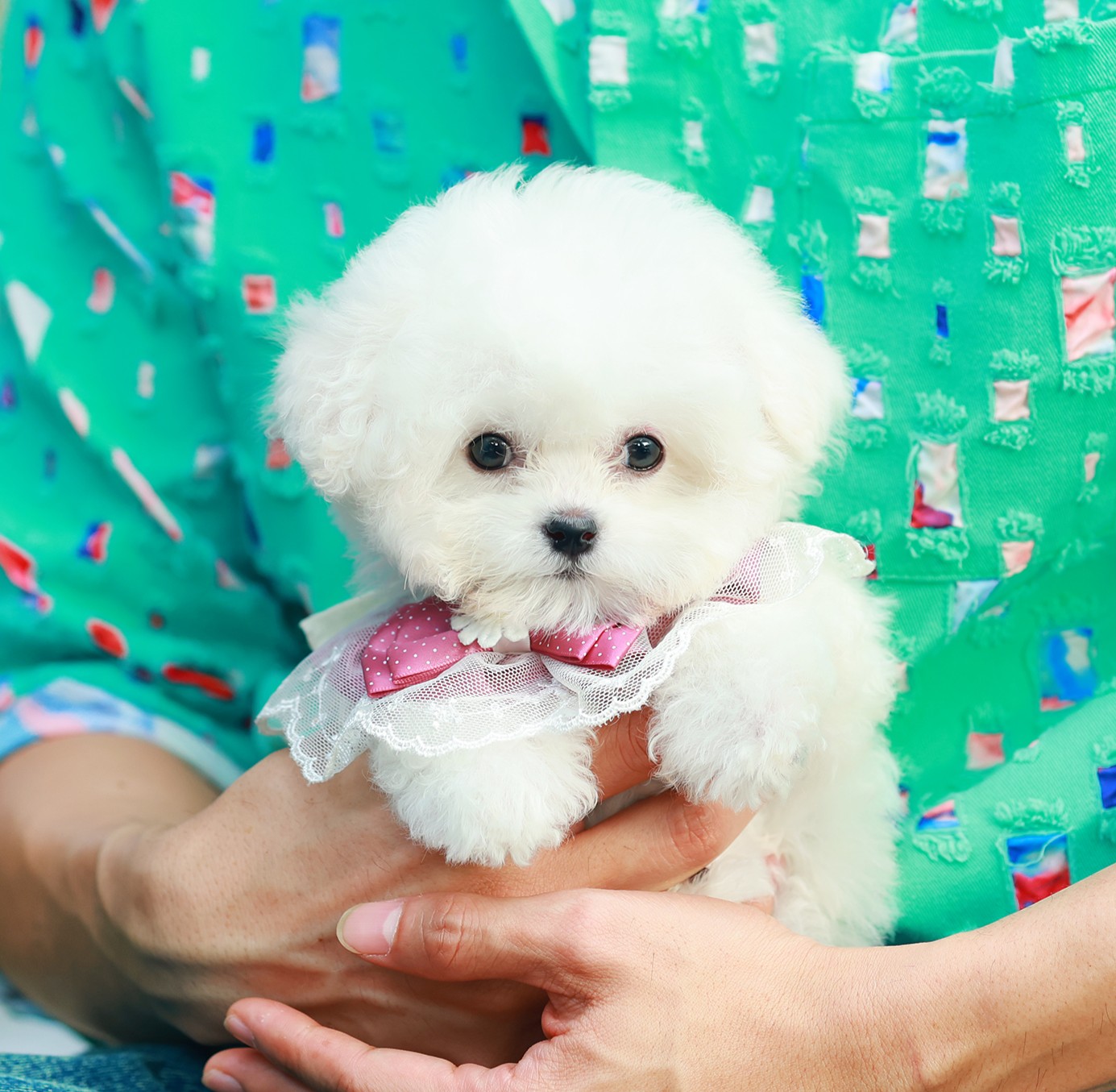 บิชอง ฟริเซ่ BCF-24565 เพศหญิง สีขาว อายุ 2 เดือน น้ำหนัก 0.87 KG ส่วนสูง 14 CM