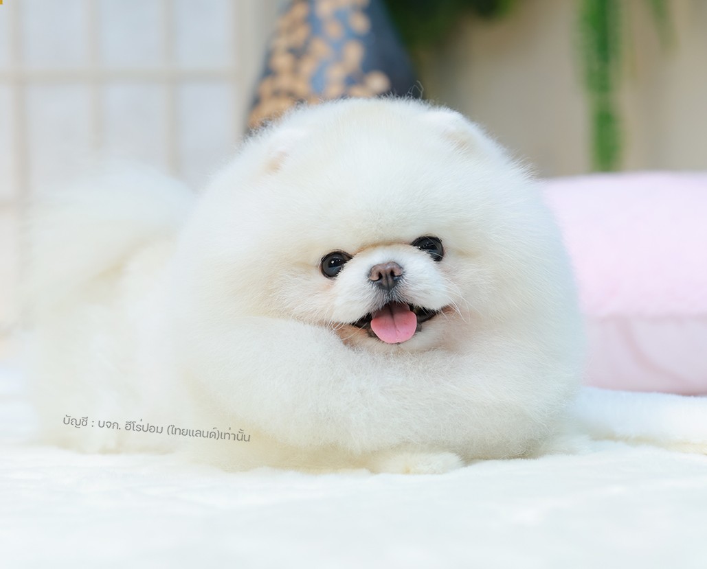 คุณพ่อ จาคอป | วันเกิด – | สี ขาว | น้ำหนัก 2.46 kg. | สูง 21 cm. นำเข้าจากเกาหลี