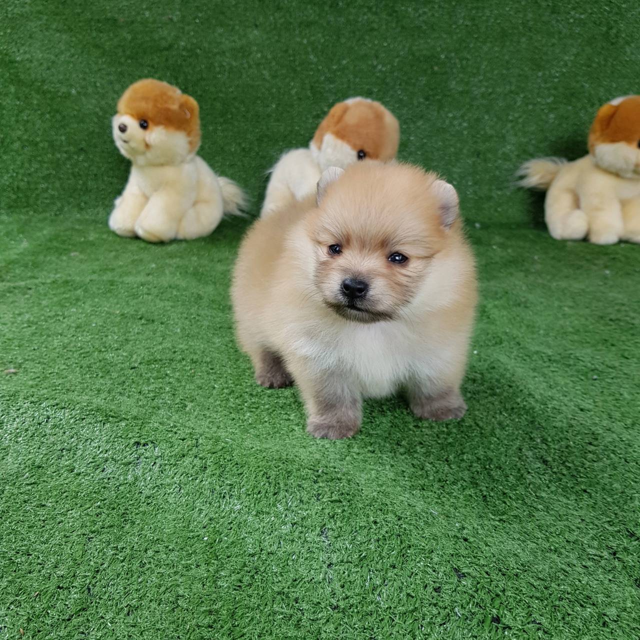 ลูกปอมเมอเรเนียนแท้ ด.ช.สีส้ม Orange Male