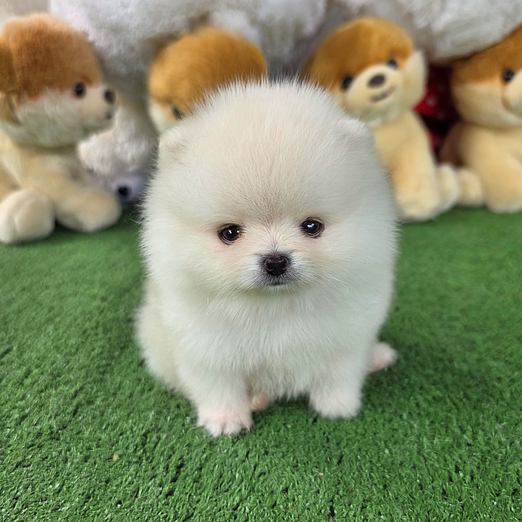 ปอมเมอเรเนี่ยนแท้สีขาวหน้าหมี ทีคัพเพศผู้ตัวเล็กน่ารักมาก Teacup white male