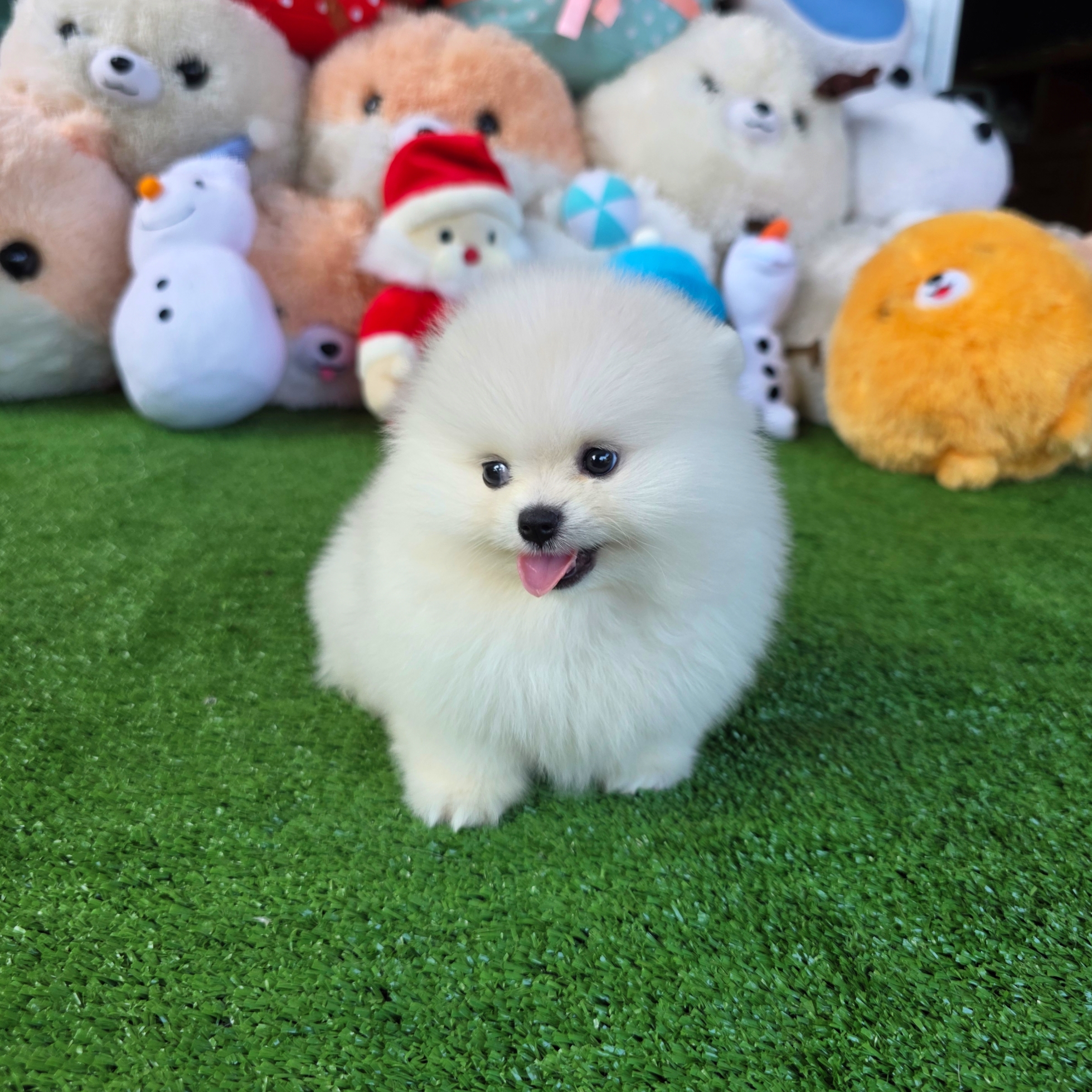 ปอมเมอเรเนี่ยนแท้เกรดท็อปค่ะ สวยมากเพศเมียขาวๆ ฟรอมเป๊ะมาก White female