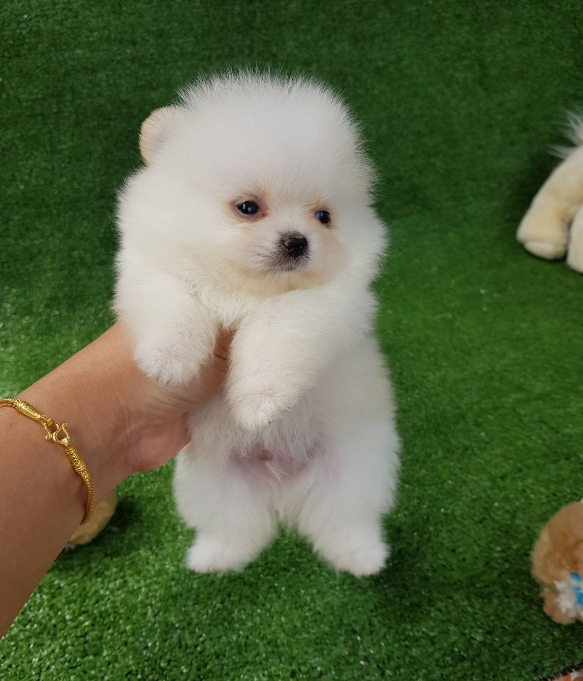 ลูกปอมเมอเรเนียนแท้ ด.ช.สีขาว ไซร์ทีคัพ