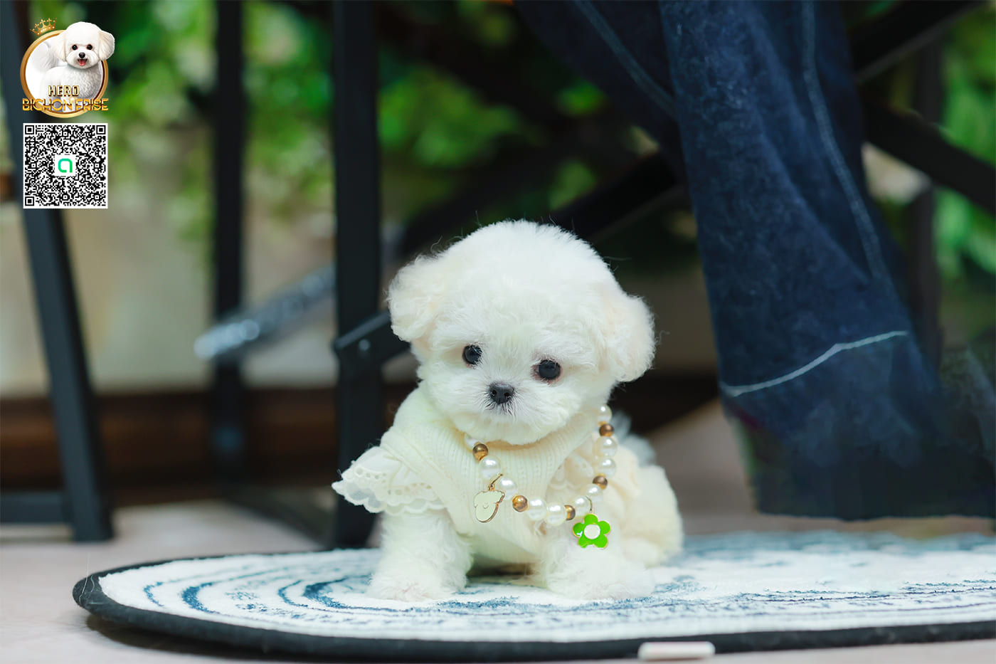 มินิบิชอง BCF-24529 เพศหญิง สีขาว น่ารักมาก ขนนุ่มขนแน่น หน้าแบ๊ว เห็นแล้วใจละลายมาก ถ้าได้อุ้มแล้วจะวางไม่ลงแน่นอน มีใบรับรองจากสมาคมพัฒนาพันธุ์สุนัข (ใบเพ็ดดีกรีเต็มใบ) ส่งทั่วประเทศ