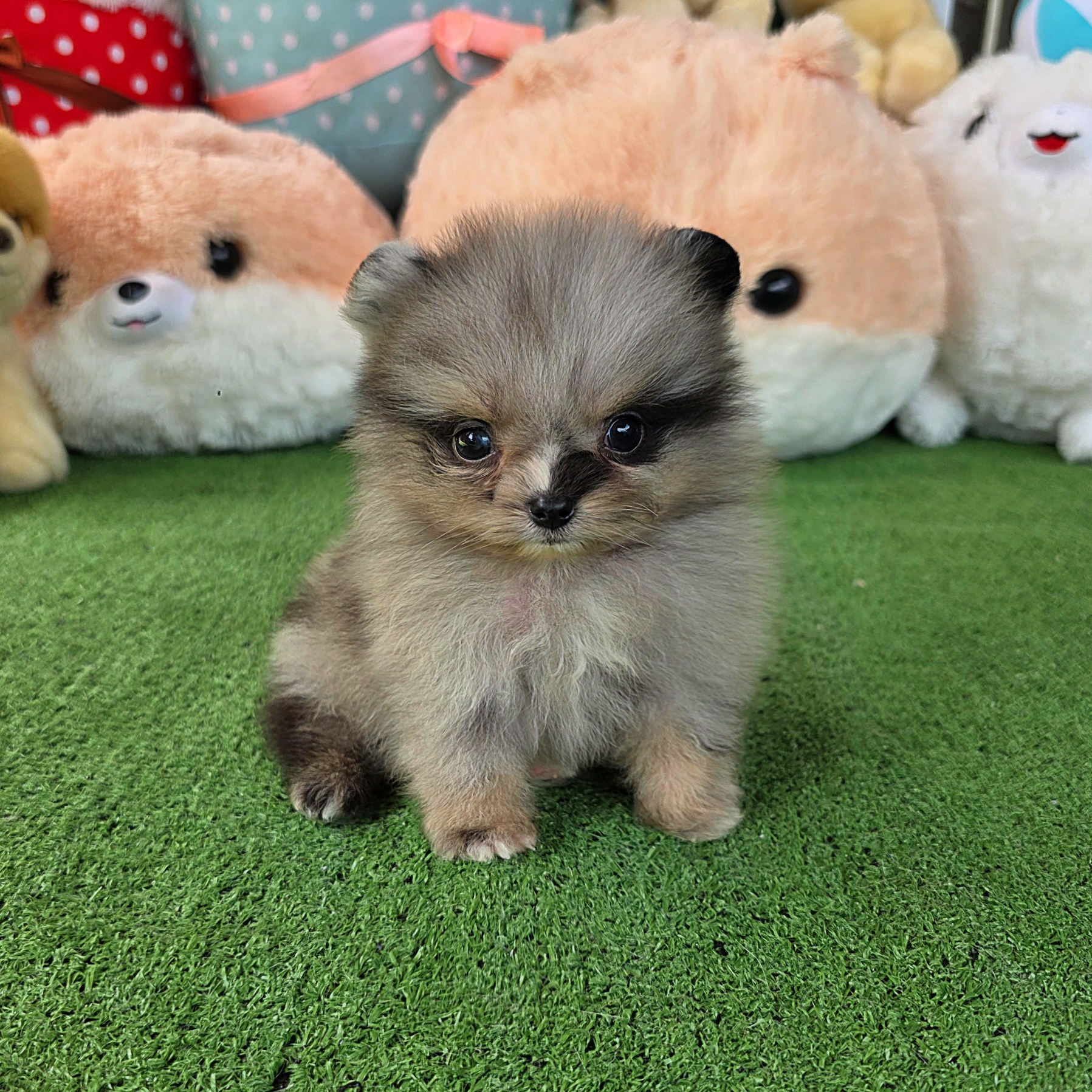 ปอมเมอเรเนี่ยนแท้เพศผู้ สีเมิร์ลทึคัพตัวจิ๋วตาสีฟ้า Merle teacup male