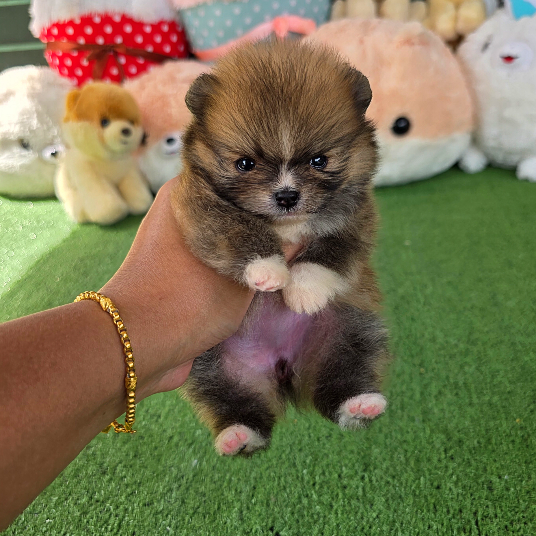 ปอมเมอเรเนี่ยนแท้ เพศเมีนทีคัพ ใส่ถุงเท้าสวยๆ Teacup female