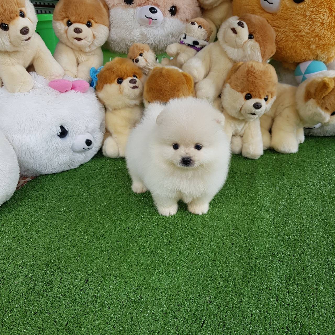 ลูกปอมเมอเรเนียนแท้ ด.ช.สีขาว