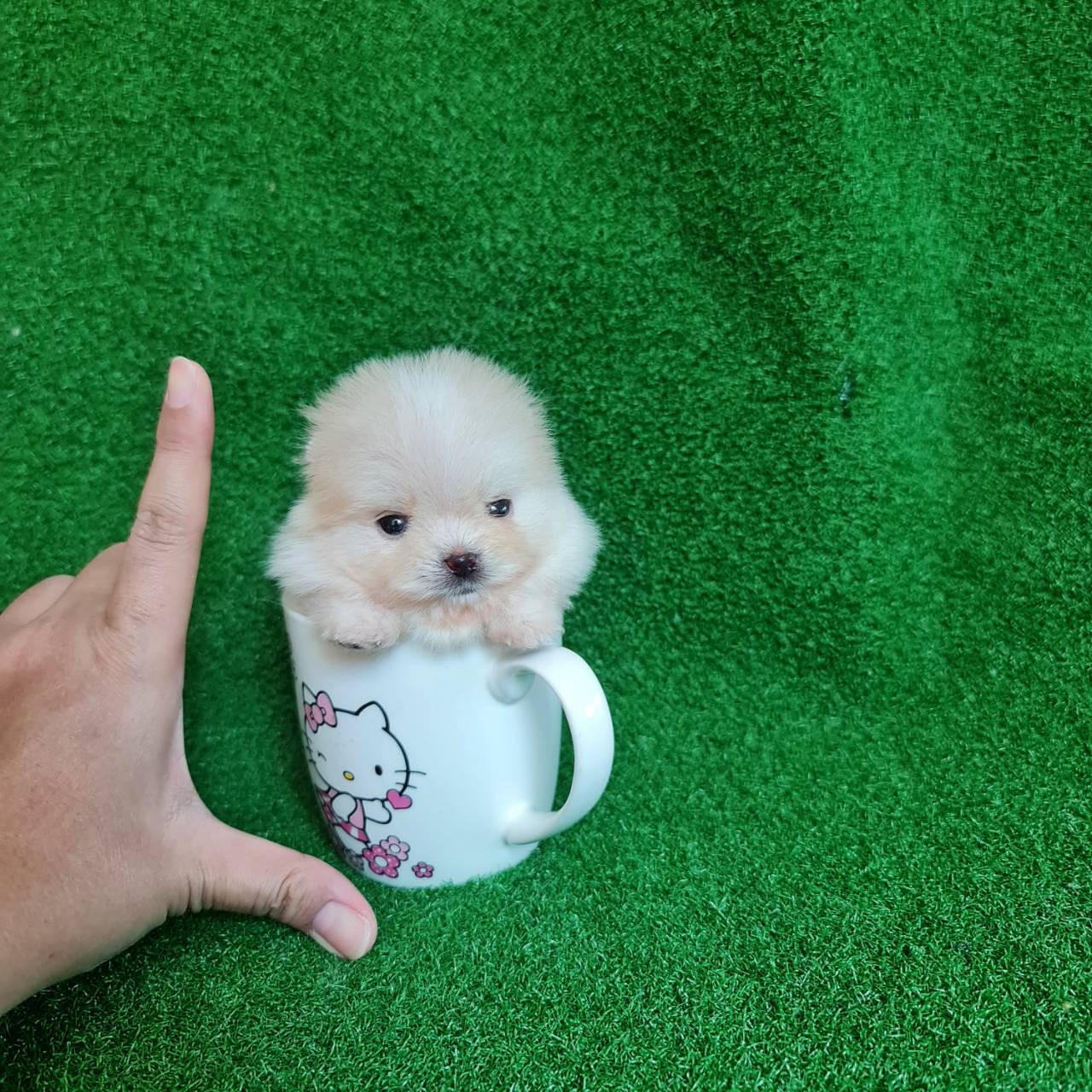 ปอมเมอเรเนี่ยนลูกสาว มินิทีคัพซุปเปอร์จิ๋ว mini teacup female