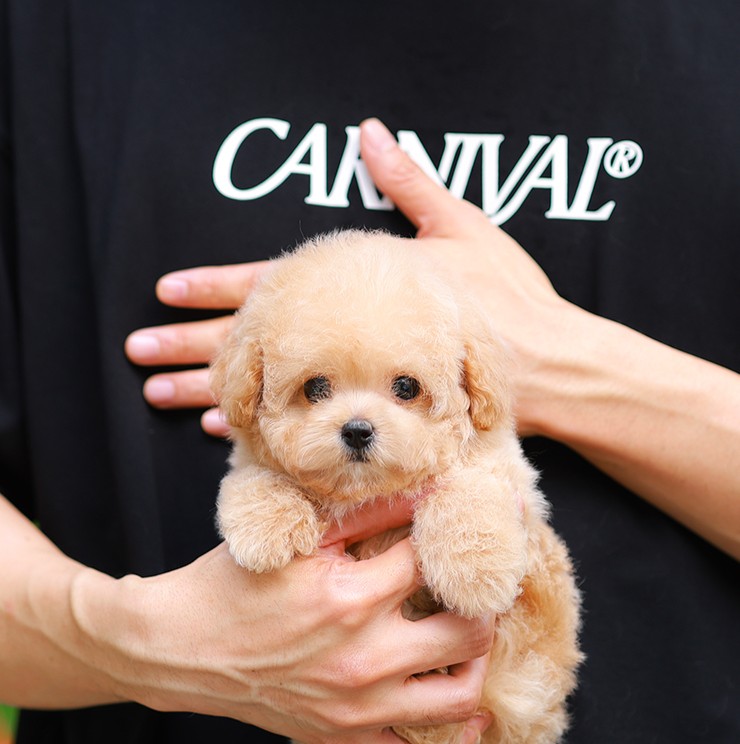 บิซองพู BCF-71596 เพศหญิง สีแชมเปญ อายุ 2 เดือน น้ำหนัก KG ส่วนสูง CM