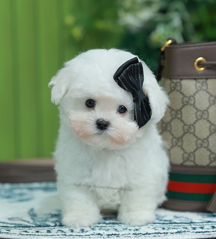 มินิบิชอง BCM-00631 เพศชาย สีขาว น่ารักมาก ขนนุ่มขนแน่น หน้าแบ๊ว เห็นแล้วใจละลายมาก ถ้าได้อุ้มแล้วจะวางไม่ลงแน่นอน มีใบรับรองจากสมาคมพัฒนาพันธุ์สุนัข (ใบเพ็ดดีกรีเต็มใบ) ส่งทั่วประเทศ