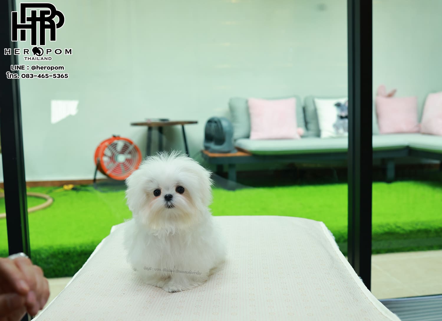 มอลทีส MTF-58066 เพศหญิง สีขาว นำเข้าจากเกาหลี ตากลมโต ตัวเล็กตัวน้อยมาก ๆ ขาสั้น หน้าตาทะเล้น น่ารักมาก ๆ ยิ้มเก่ง ขยันแจกความน่ารักสุด ๆ สายเลือดนำเข้า มีใบรับรองจากสมาคมพัฒนาพันธุ์สุนัข (ใบเพ็ดดีกรีเต็มใบ) ส่งทั่วประเทศ