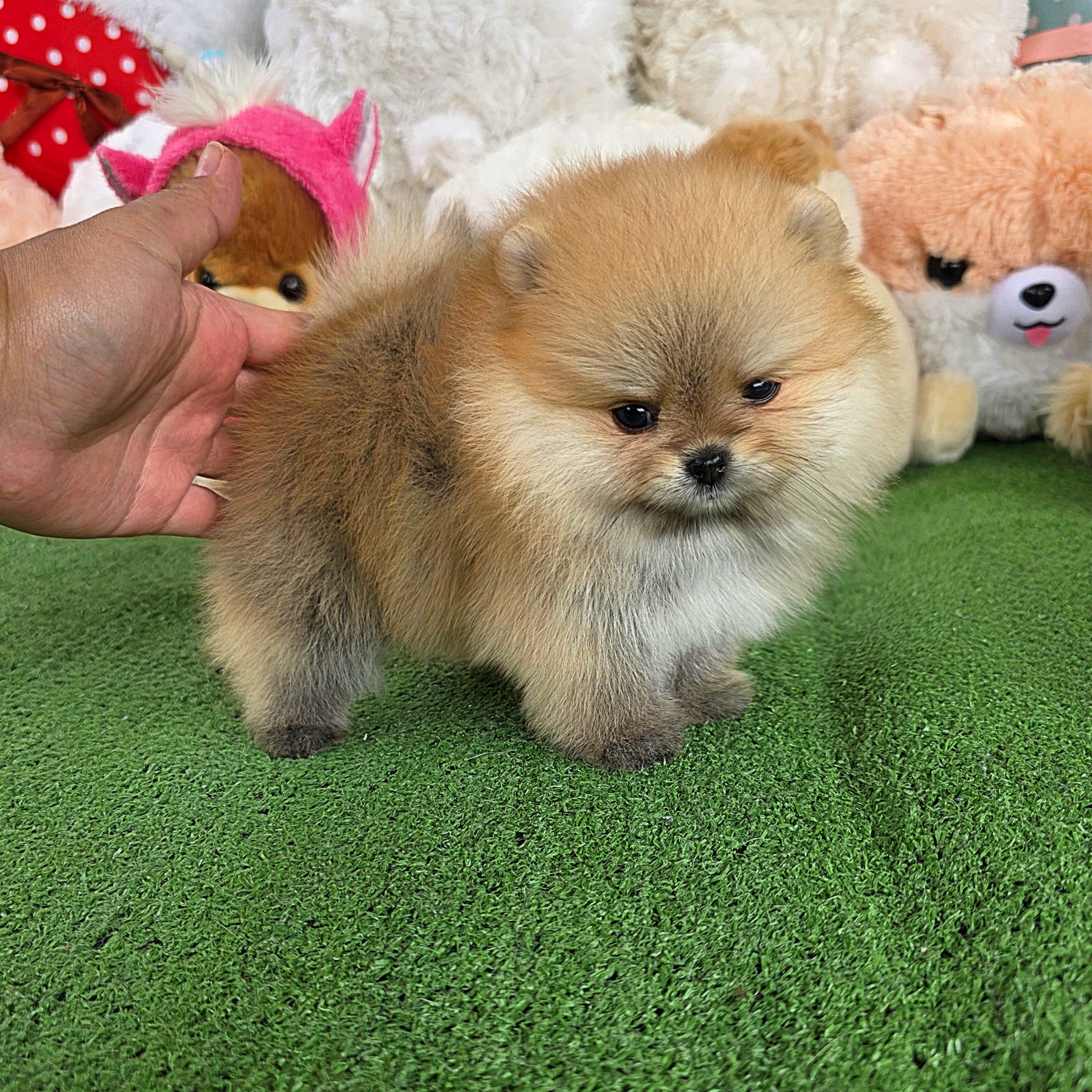 ปอมเมอเรเนี่ยนแท้ หน้าหมีสุดเกรดโชว์เพศเมีย สวยจึ้ง Orange seble bearface female