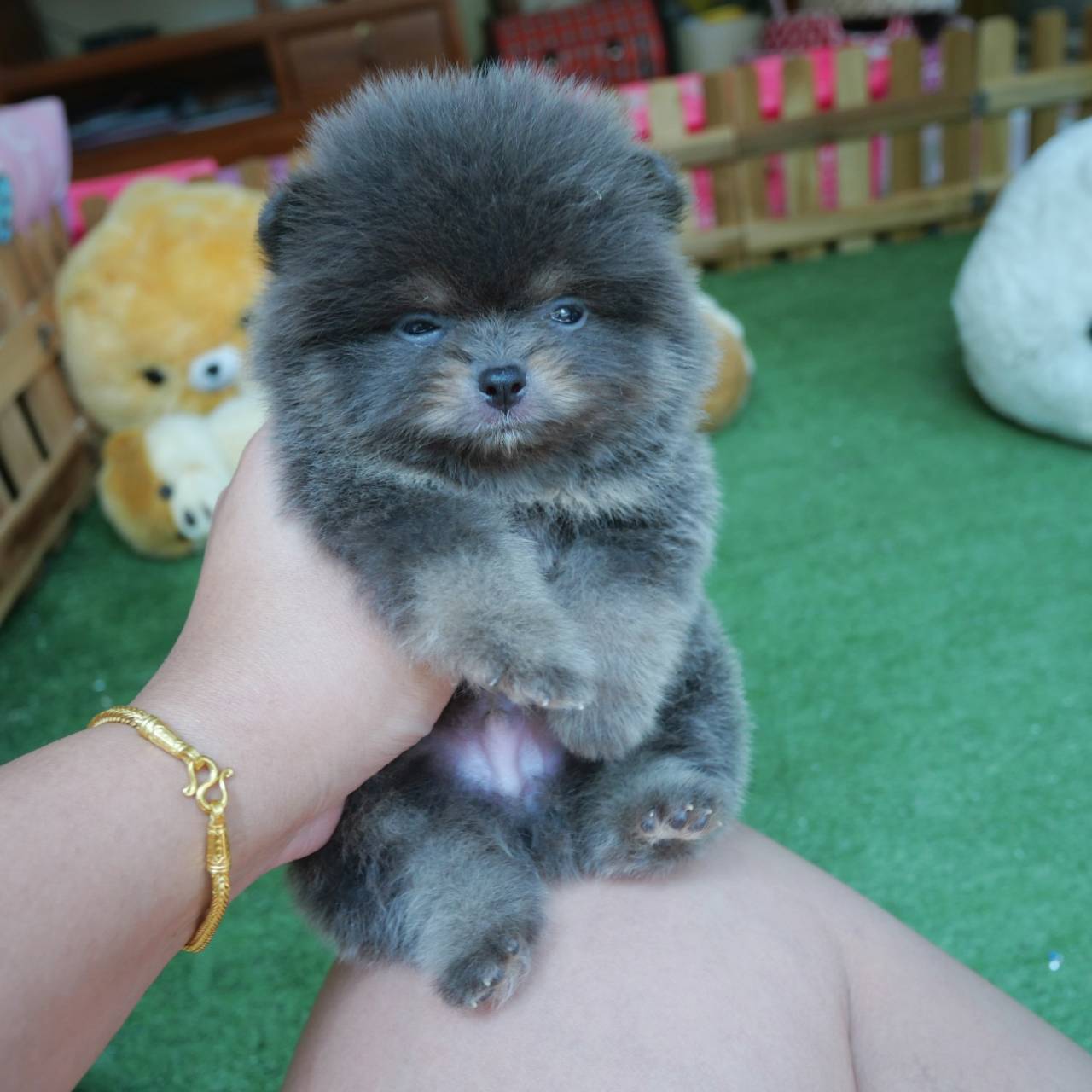 ลูกปอมเมอเรเนียนแท้ ด.ช.สีบลูแทน