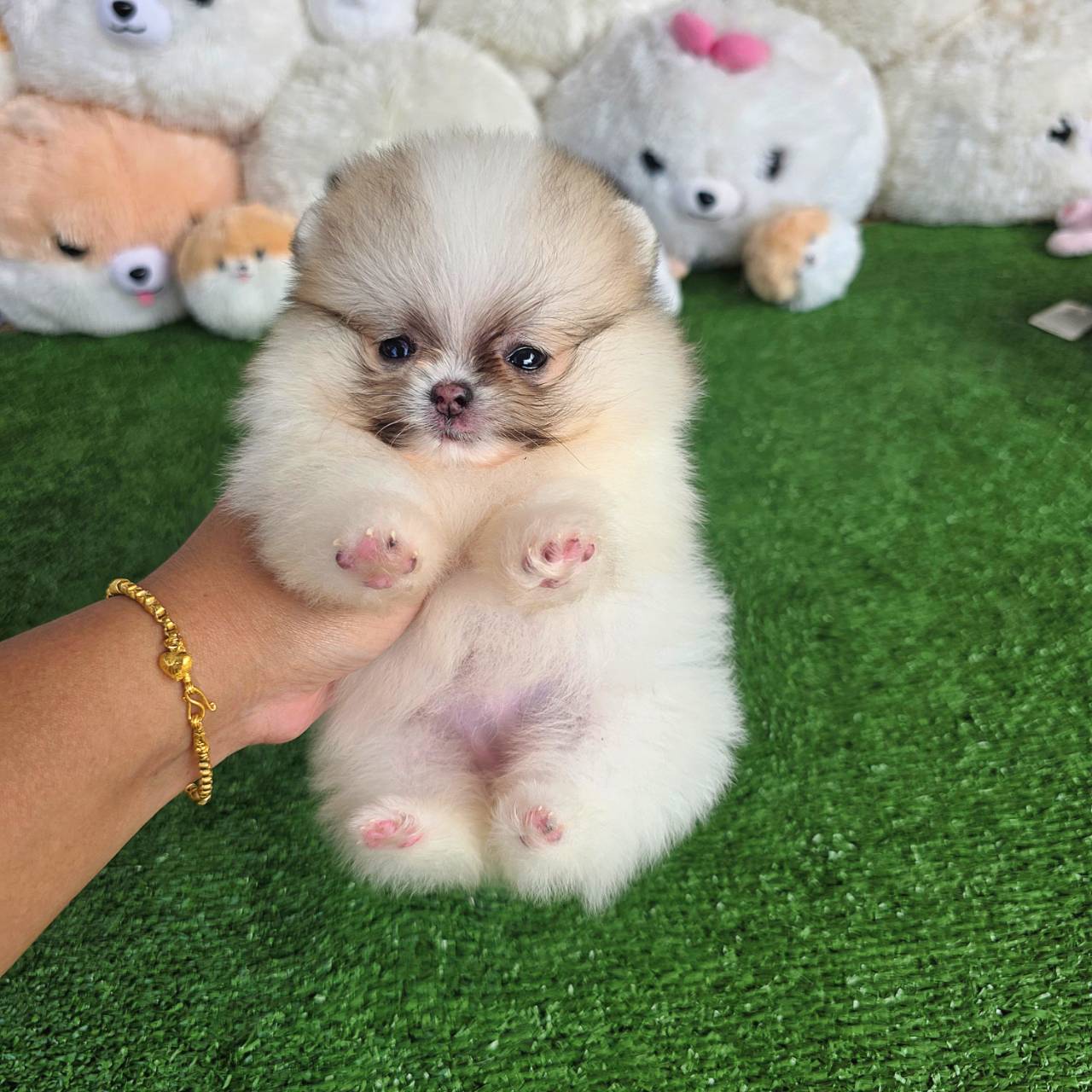 ปอมเมอเรเนี่ยนแท้ ไซส์ทีพ ลูกสาวสวยๆ Parti colors female