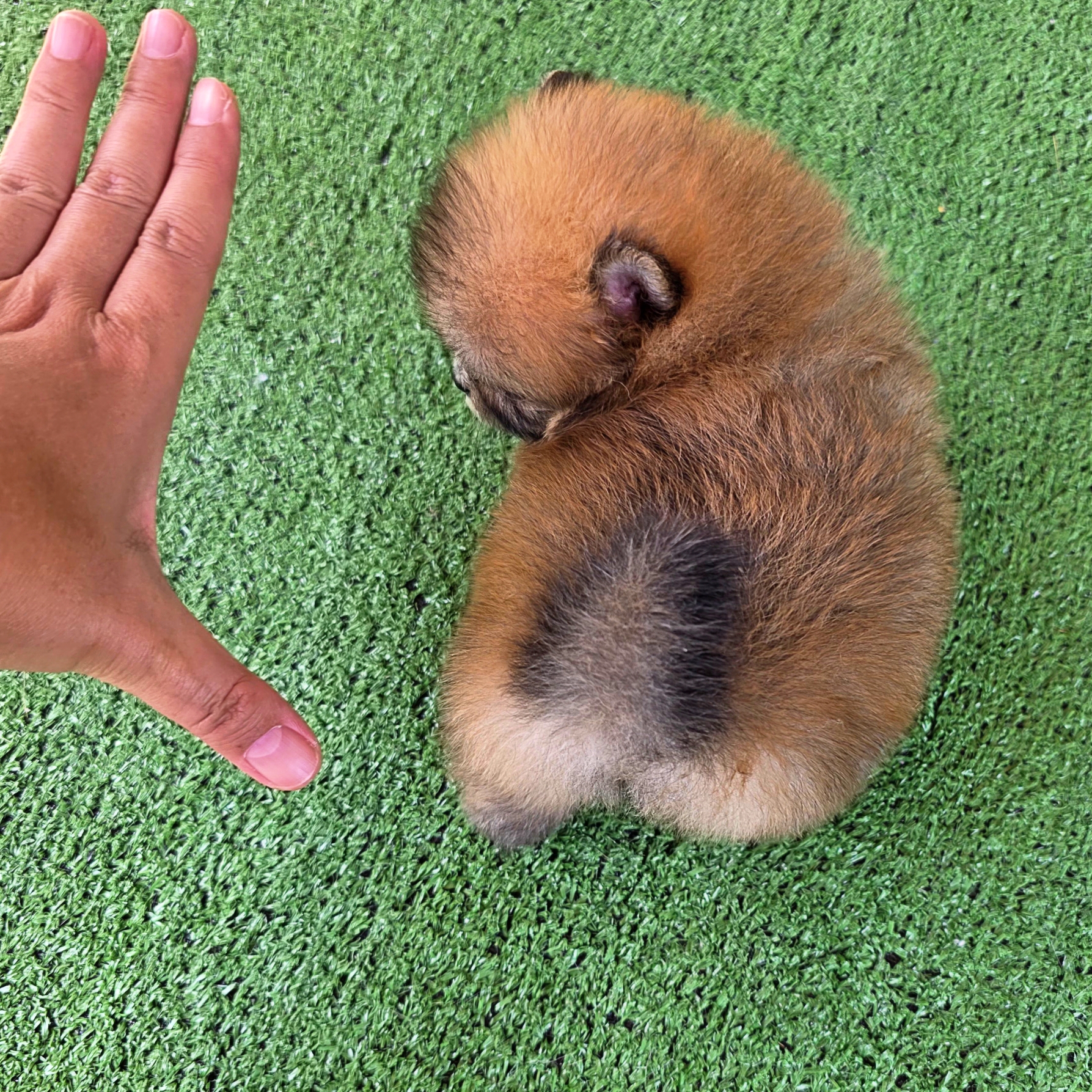 ปอมเมอเรเนี่ยนแท้ เพศเมีนทีคัพ ใส่ถุงเท้าสวยๆ Teacup female