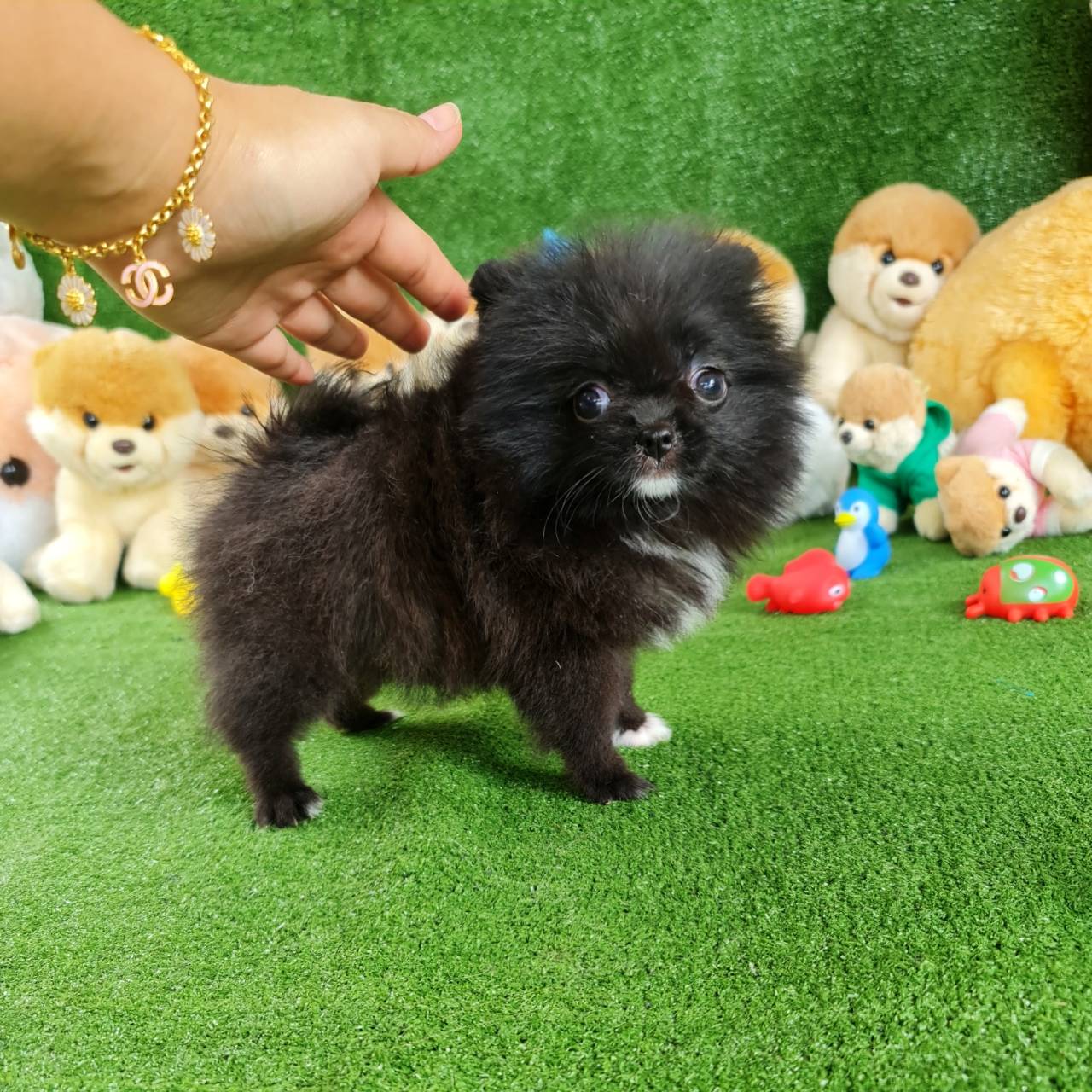 ลูกปอมเมอเรเนียนแท้ ด.ญ.สีดำ Black Female