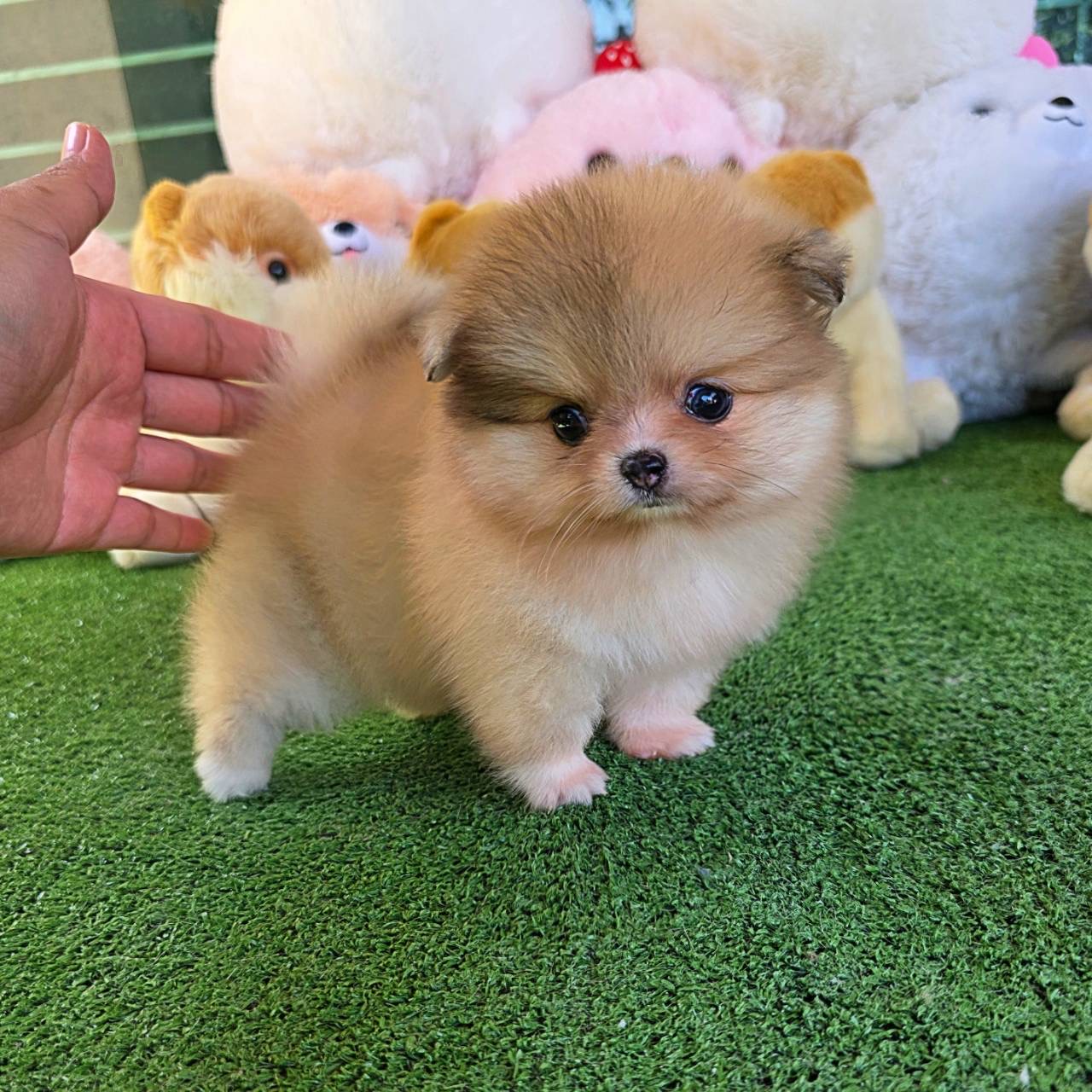 ปอมเมอเรเนี่ยนแท้ สีสวย เรดเมิร์ล เพศเมีย Bearface redmerle female