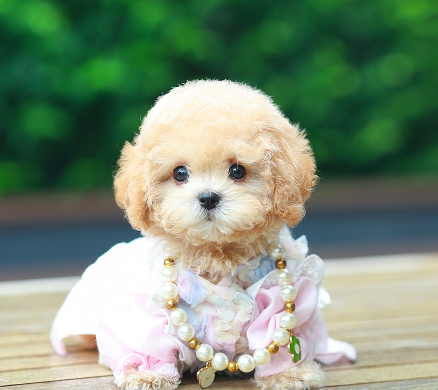 บิชองพู BCF-35631 เพศหญิง สีแชมเปญ อายุ 2 เดือน น้ำหนัก KG ส่วนสูง CM