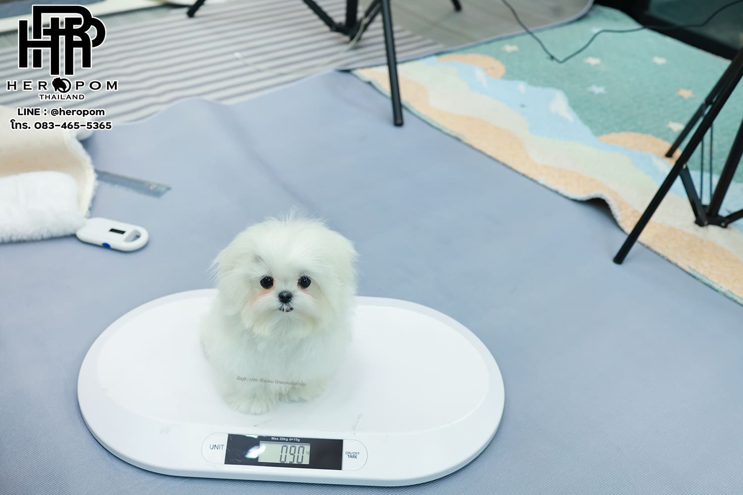 มอลทีส MTF-58066 เพศหญิง สีขาว นำเข้าจากเกาหลี ตากลมโต ตัวเล็กตัวน้อยมาก ๆ ขาสั้น หน้าตาทะเล้น น่ารักมาก ๆ ยิ้มเก่ง ขยันแจกความน่ารักสุด ๆ สายเลือดนำเข้า มีใบรับรองจากสมาคมพัฒนาพันธุ์สุนัข (ใบเพ็ดดีกรีเต็มใบ) ส่งทั่วประเทศ