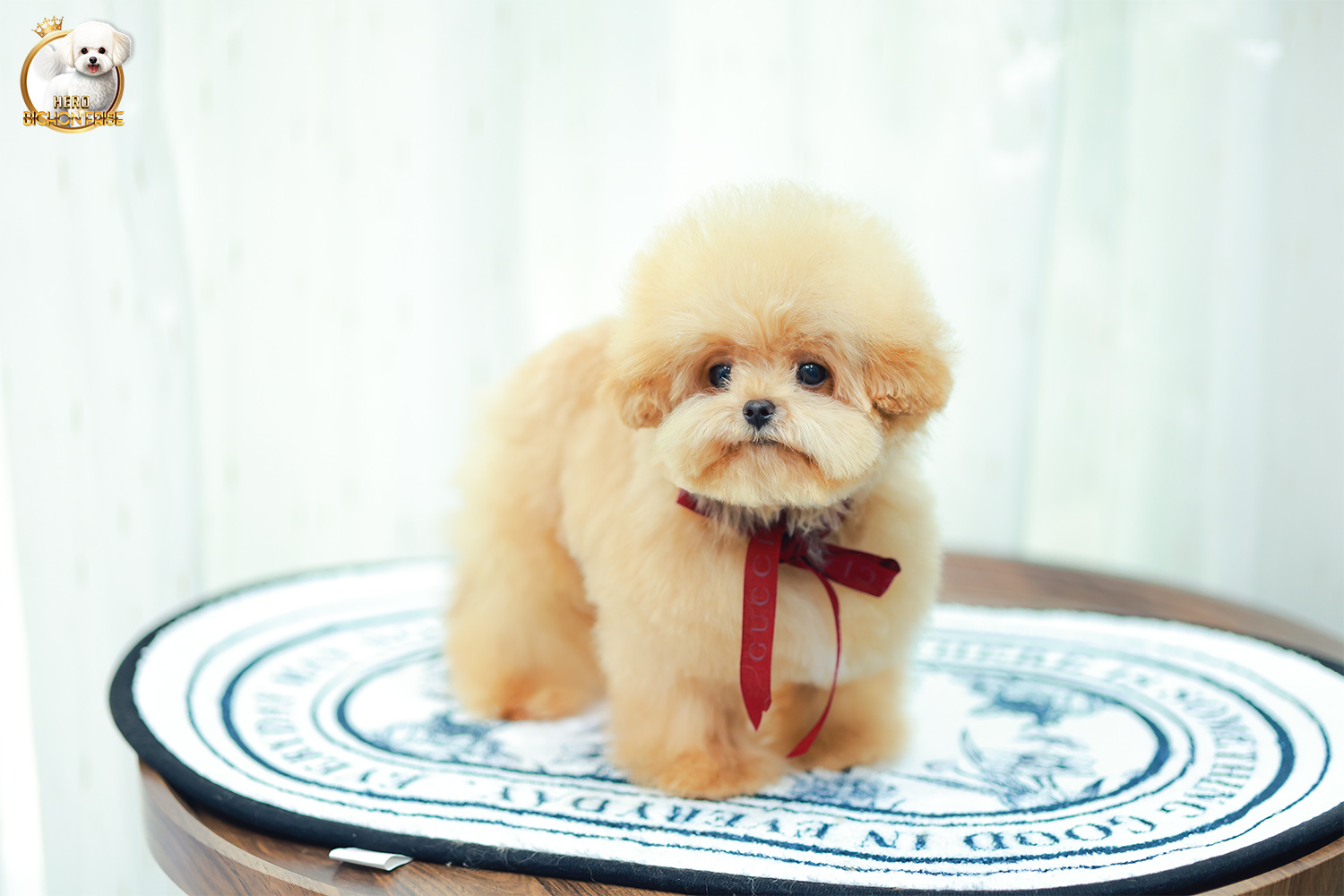 บิชองพู BCM-595919 เพศชาย สี Champagne หัวกลม หน้าตาน่ารัก ขี้เล่น แป้นแล้นสุด ๆ สายเลือดพ่อแม่นำเข้าจากต่างประเทศ ตัวอ้วน ขนนุ่มฟูมาก ๆ มีใบรับรองจากสมาคมพัฒนาพันธุ์สุนัข (ใบเพ็ดดีกรีเต็มใบ) ส่งทั่วประเทศ