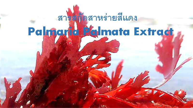 สารสกัดสาหร่ายสีแดง Palmaria Palmata Extract