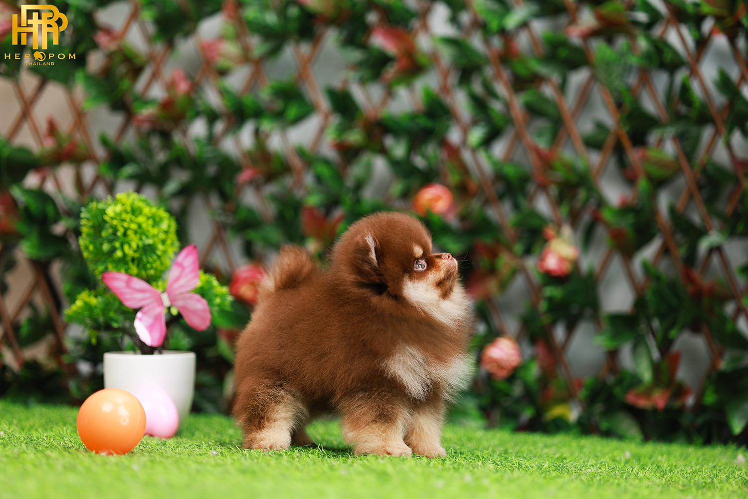 ปอมหน้าหมี ปอมแท้ ปอมเมอเรเนียน HRF-50807 เพศญิง สีช็อคแทน อายุ2 เดือน น้ำหนัก0.58 KG ส่วนสูง 12CM