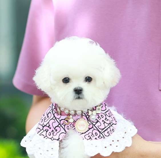 บิชอง ฟริเซ่ BCF-02082 เพศหญิง สีขาว อายุ 2 เดือน น้ำหนัก KG ส่วนสูง CM