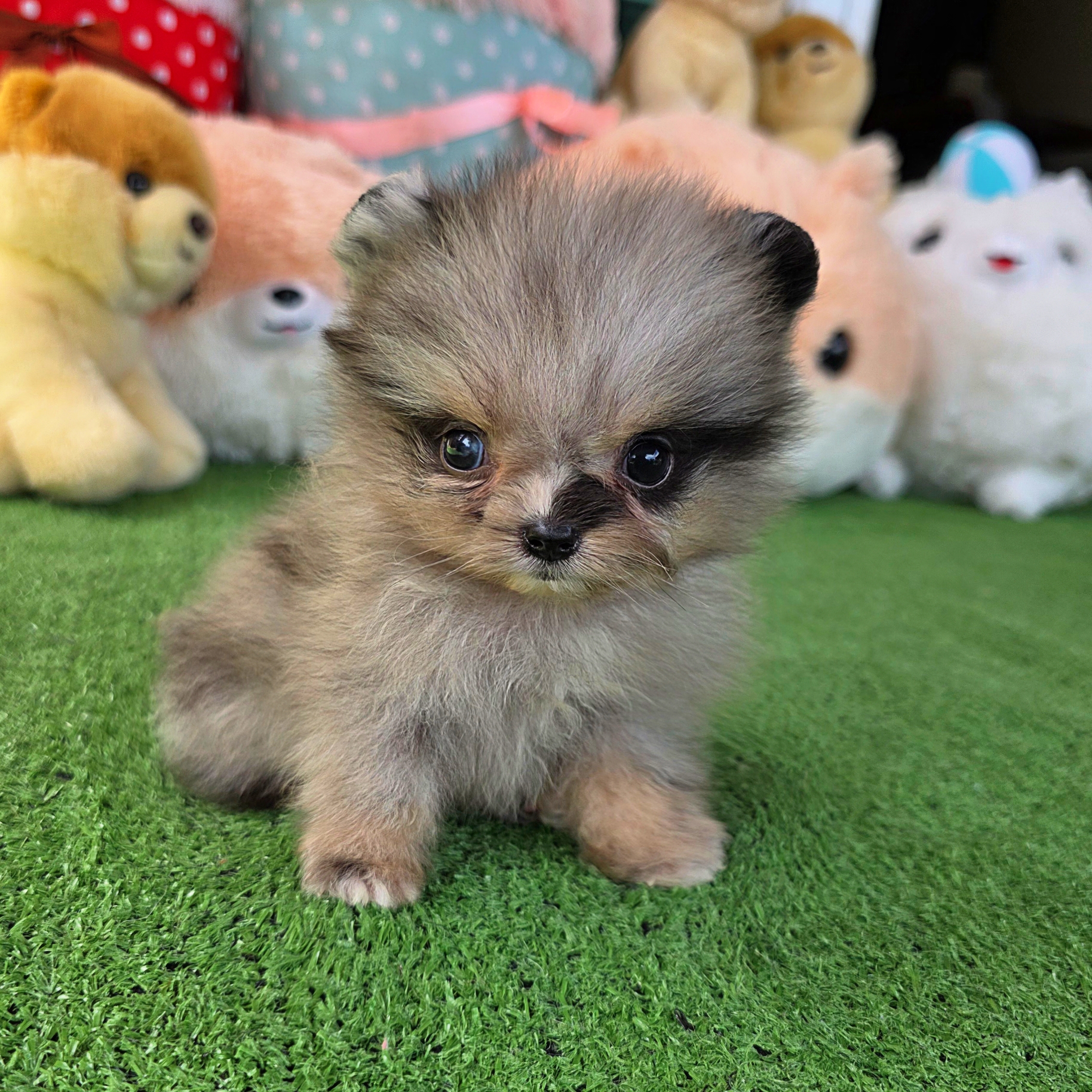 ปอมเมอเรเนี่ยนแท้เพศผู้ สีเมิร์ลทึคัพตัวจิ๋วตาสีฟ้า Merle teacup male