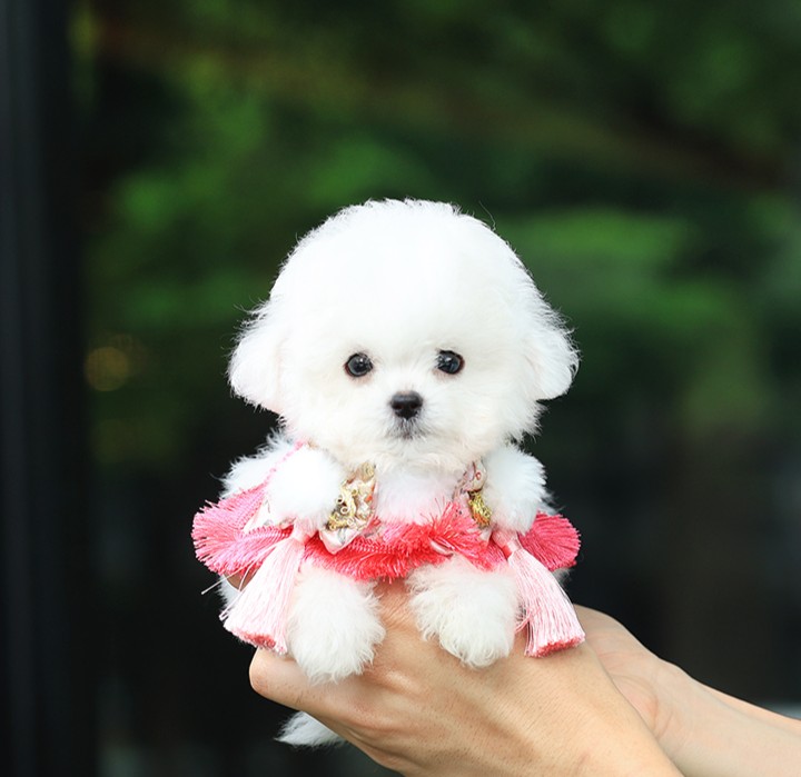 บิชอง ฟริเซ่ BCF-46691 เพศหญิง สีขาว อายุ 2 เดือน น้ำหนัก 0.72 KG ส่วนสูง 13 CM