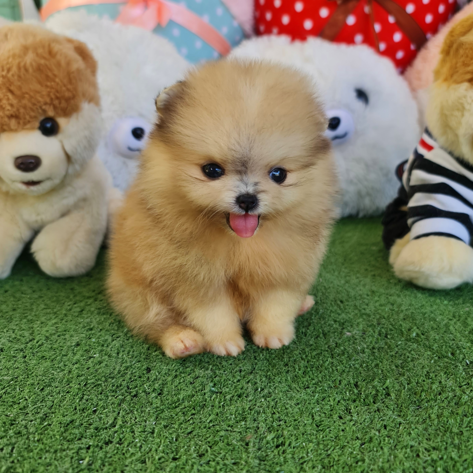 ปอมเมอเรเนี่ยนแท้ สีหายากมาก เรดเมิร์ล เพศผู้ Red merle colors male