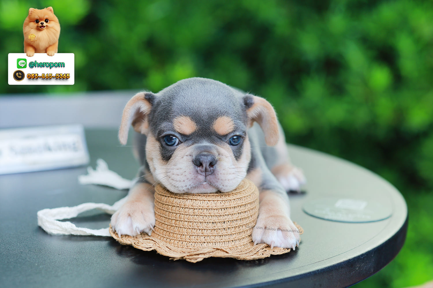 เฟรน บลูด็อก FHF-10958 เพศหญิง สี BlueTan ตัวจิ๋วตัวเล็กมาก สีสวย เป็นเจ้าเด็กอ้วนที่จ้ำม่ำน่าอุ้มมาก มีใบรับรองจากสมาคมพัฒนาพันธุ์สุนัข (ใบเพ็ดดีกรีเต็มใบ) ส่งทั่วประเทศ