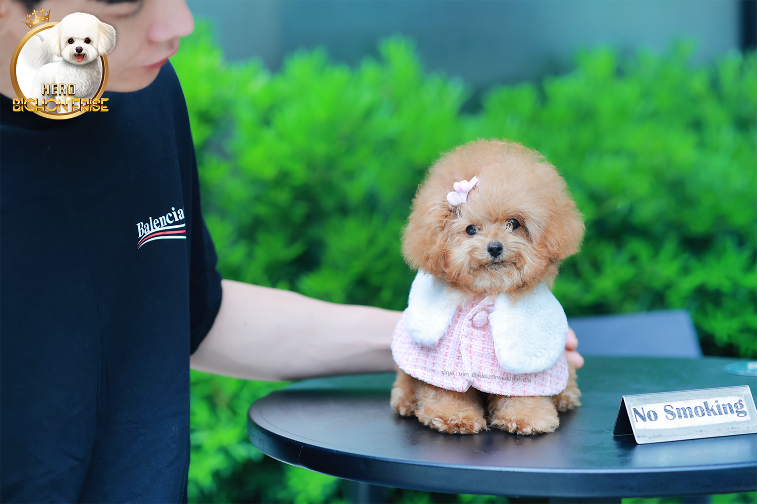 บิชองพู BCF-95914 เพศหญิง สี Champagne หน้าตาน่ารัก สวยหวาน แต่นิสัยขี้เล่น ร่าเริง ตัวจิ๋ว แต่งตัวแล้วเหมือนตุ๊กตาสุด ๆ มีใบรับรองจากสมาคมพัฒนาพันธุ์สุนัข (ใบเพ็ดดีกรีเต็มใบ) ส่งทั่วประเทศ