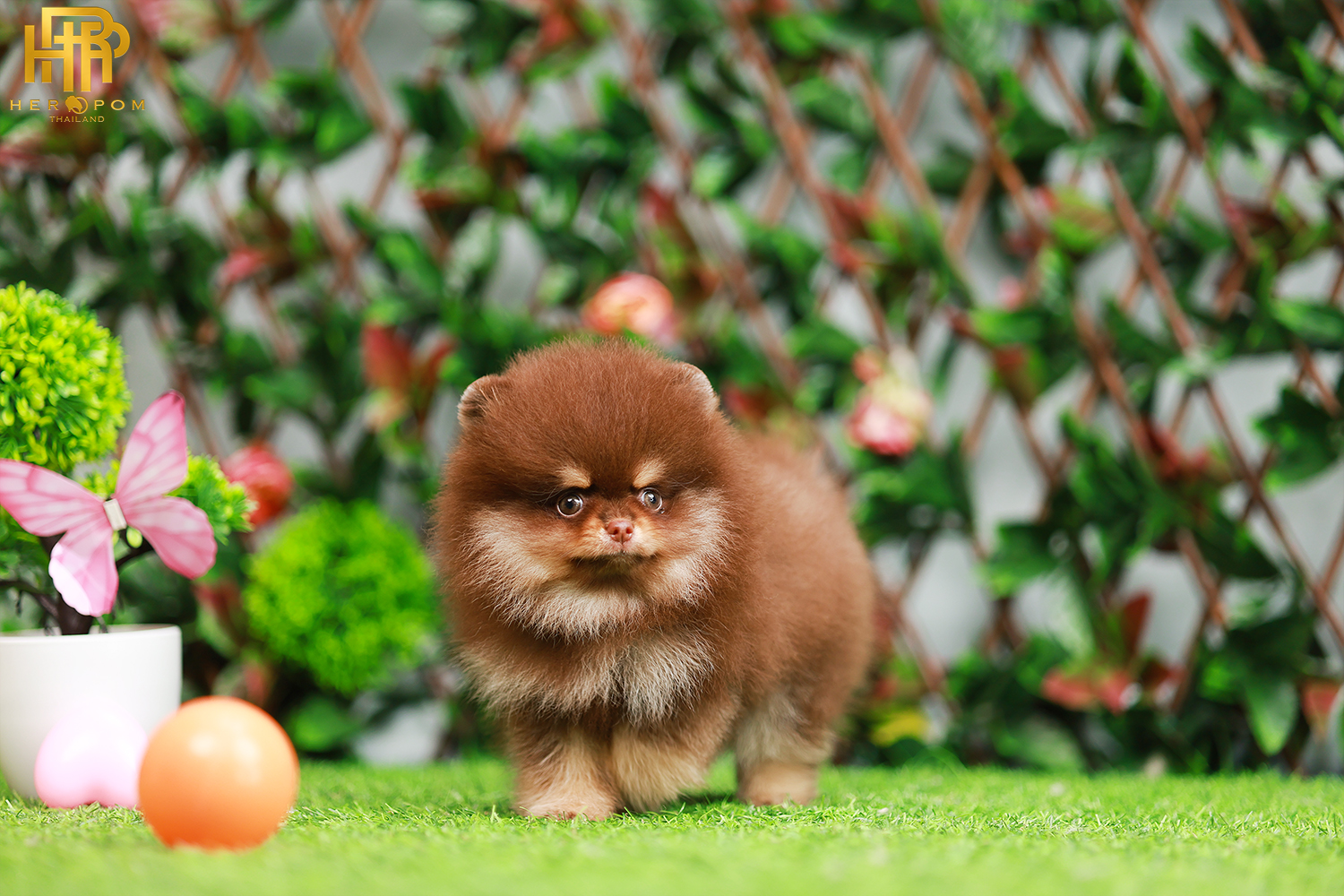 ปอมหน้าหมี ปอมแท้ ปอมเมอเรเนียน HRF-50807 เพศญิง สีช็อคแทน อายุ2 เดือน น้ำหนัก0.58 KG ส่วนสูง 12CM
