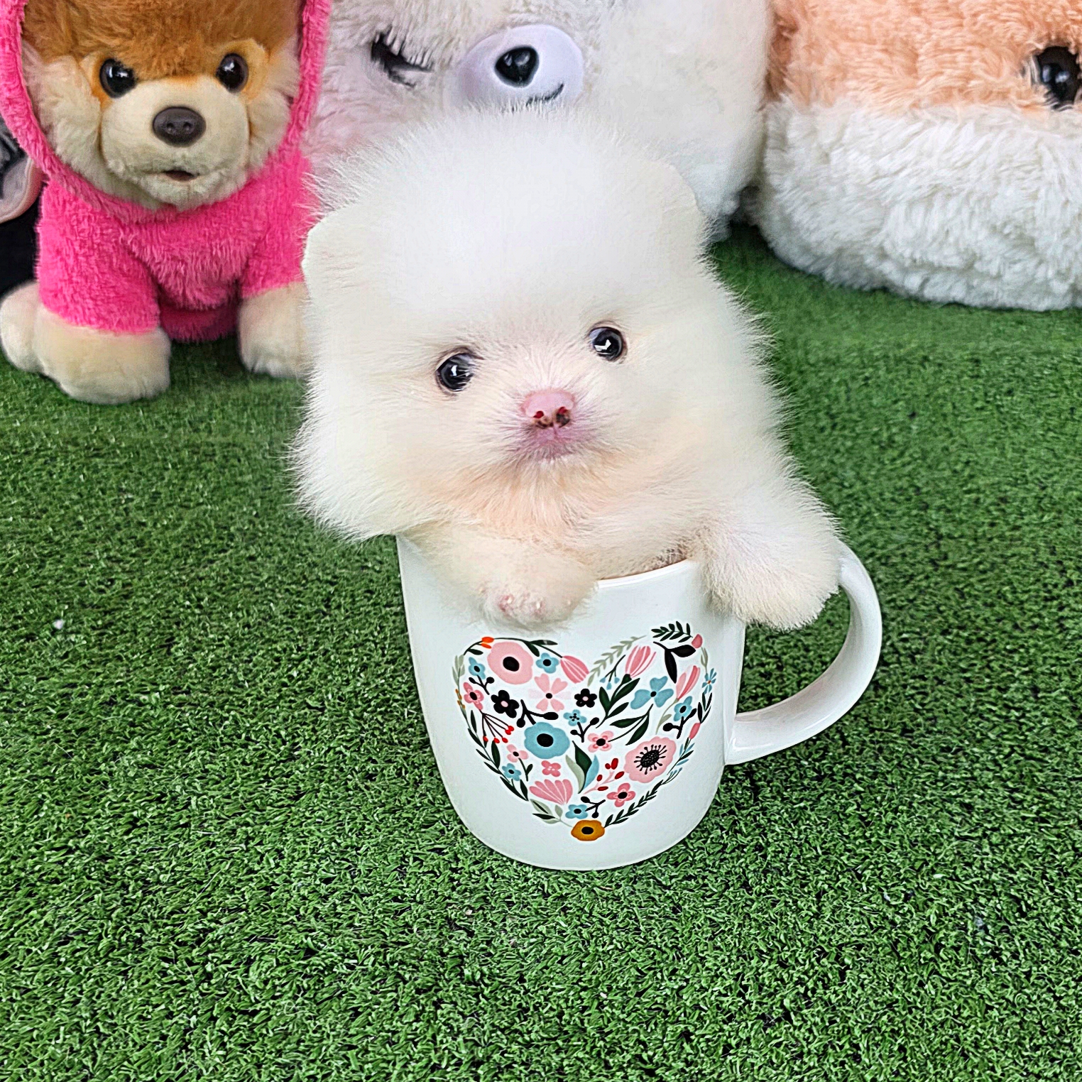 ปอมเมอเรเนี่ยนแท้ ขาวสำลีโอโม่เพศผู้ ตาสีฟ้าเทา White male