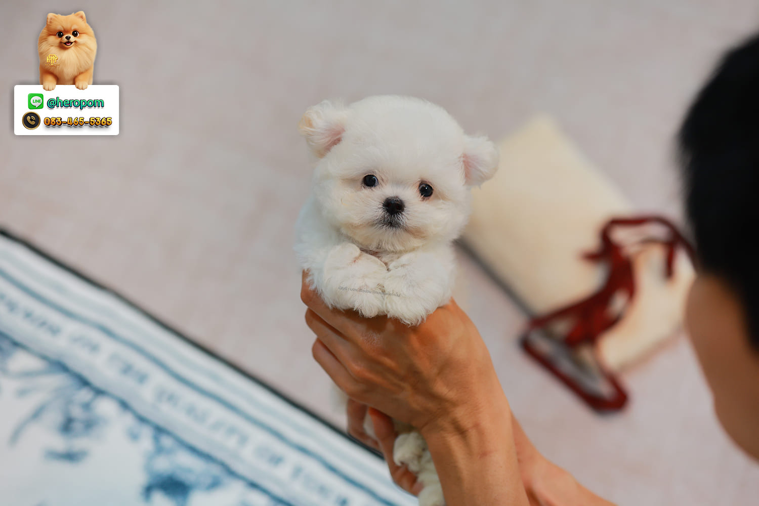 มินิบิชอง BCF-24567 เพศหญิง สีขาว หนูตัวจิ๋วมาก เหมือนตุ๊กตา แต่เป็นตุ๊กตาที่มีชีวิต หน้าแบ๊ว หน้าตาน่ารัก ขนสีขาวดูสะอาดมาก มีใบรับรองจากสมาคมพัฒนาพันธุ์สุนัข (ใบเพ็ดดีกรีเต็มใบ) ส่งทั่วประเทศ