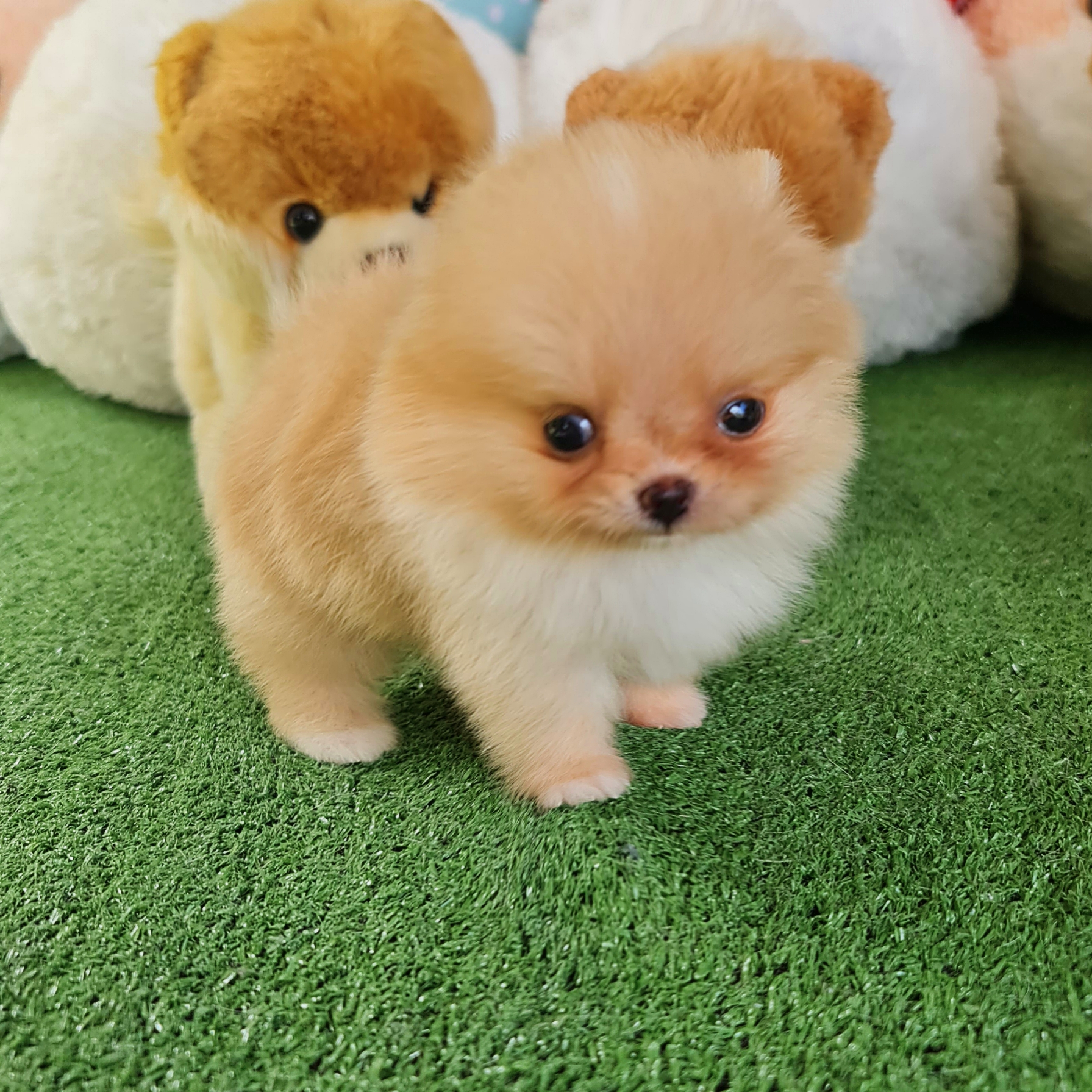 ปอมเมอเรเนี่ยนแท้สีครีมเพศเมียสวยสุดๆปุ๊กปิ๊กจัดๆ Teacup female cream colors