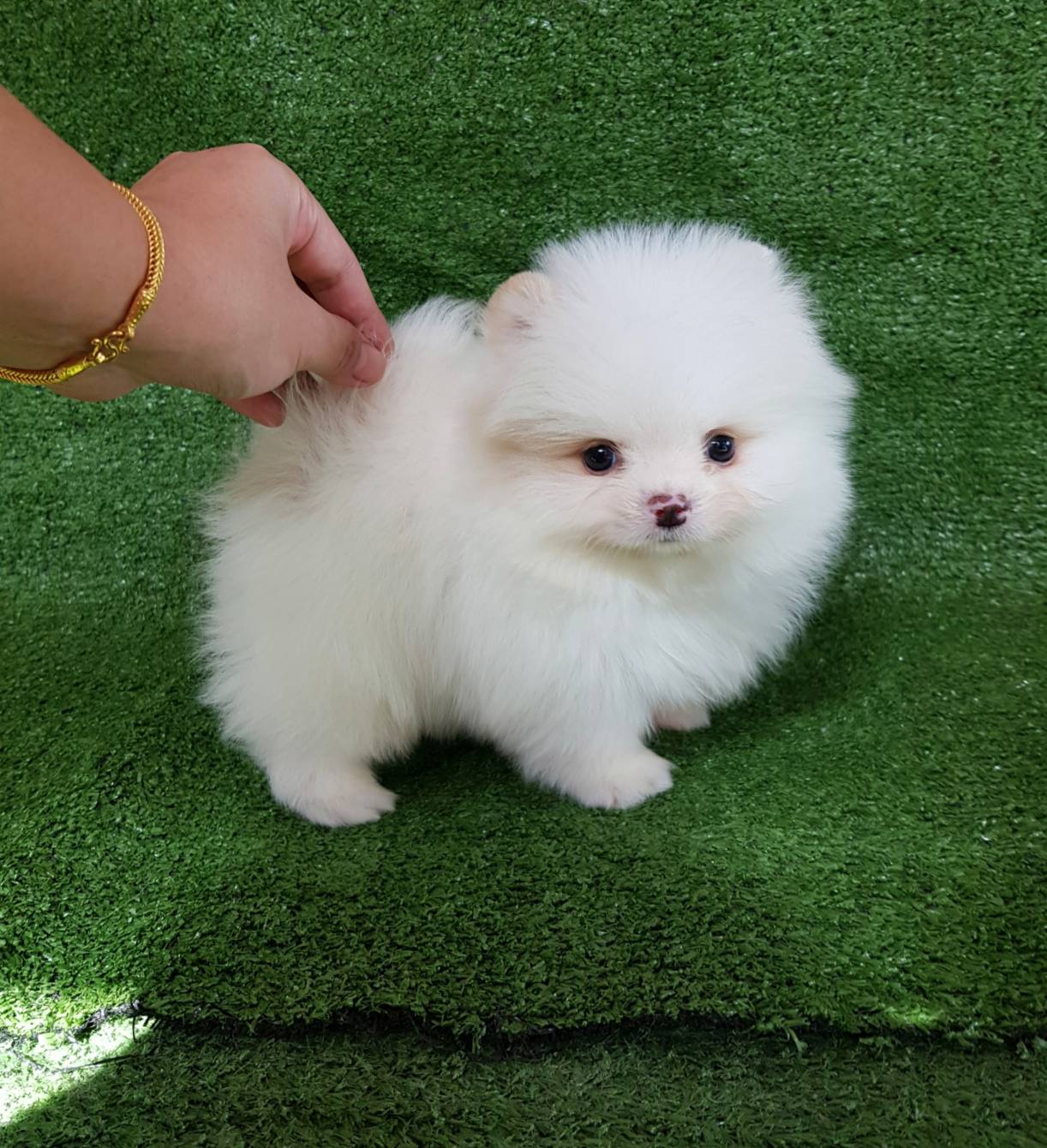 ลูกปอมเมอเรเนียนแท้ ด.ช.สีขาว